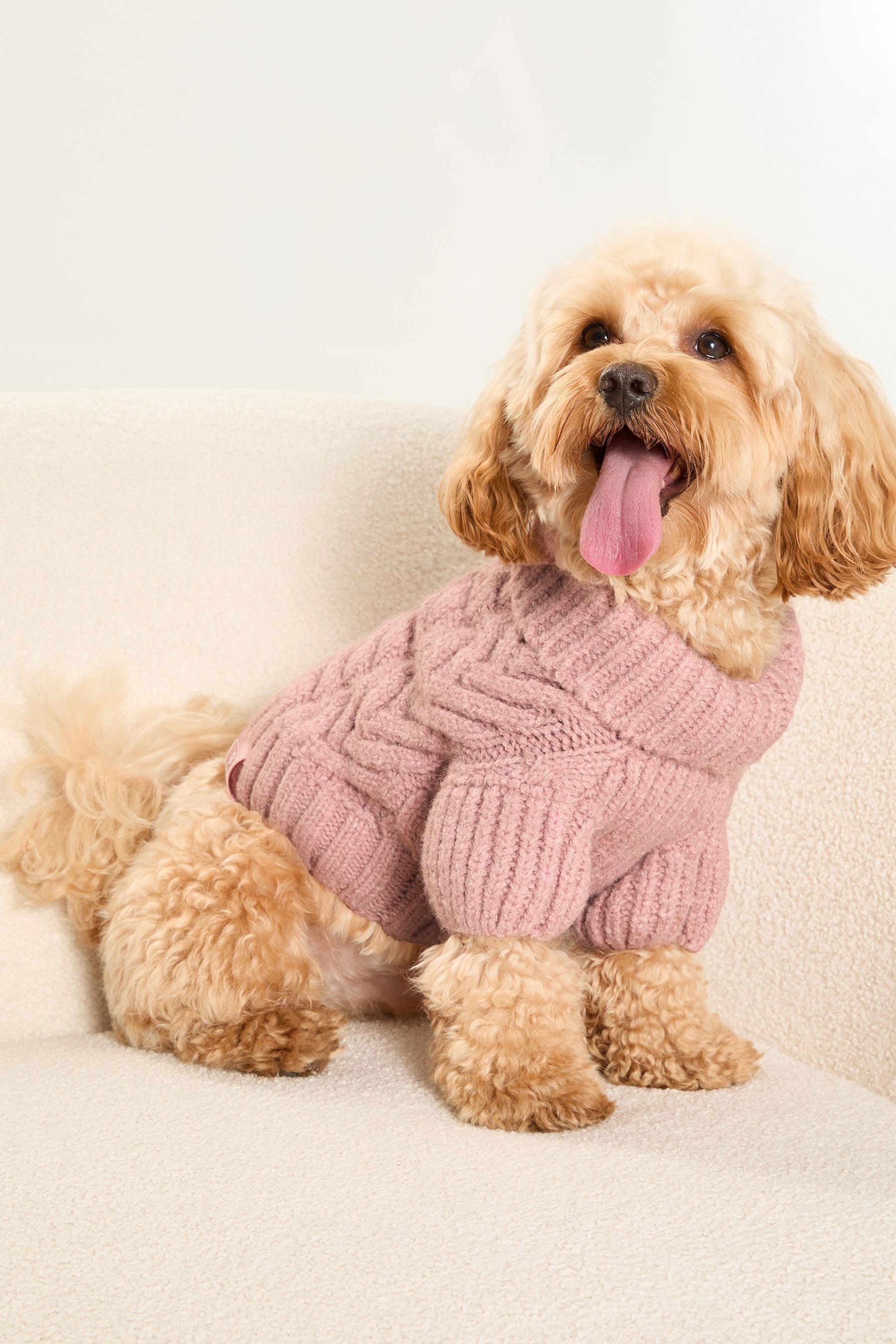 Next dog outfits hot sale