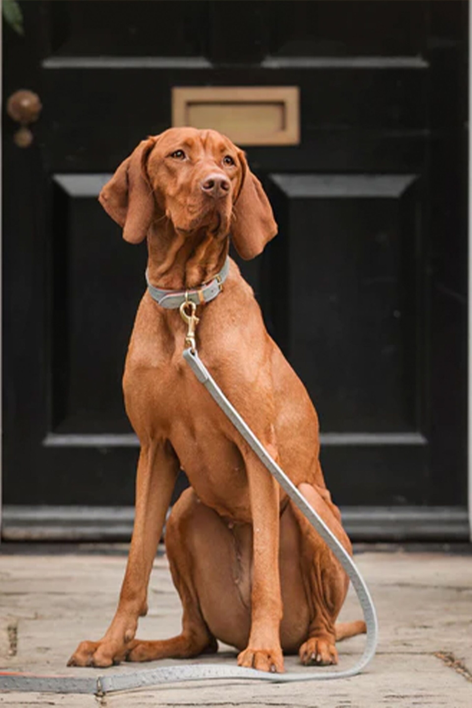 Lords and Labradors Grey Leather Dog Lead - Image 4 of 6