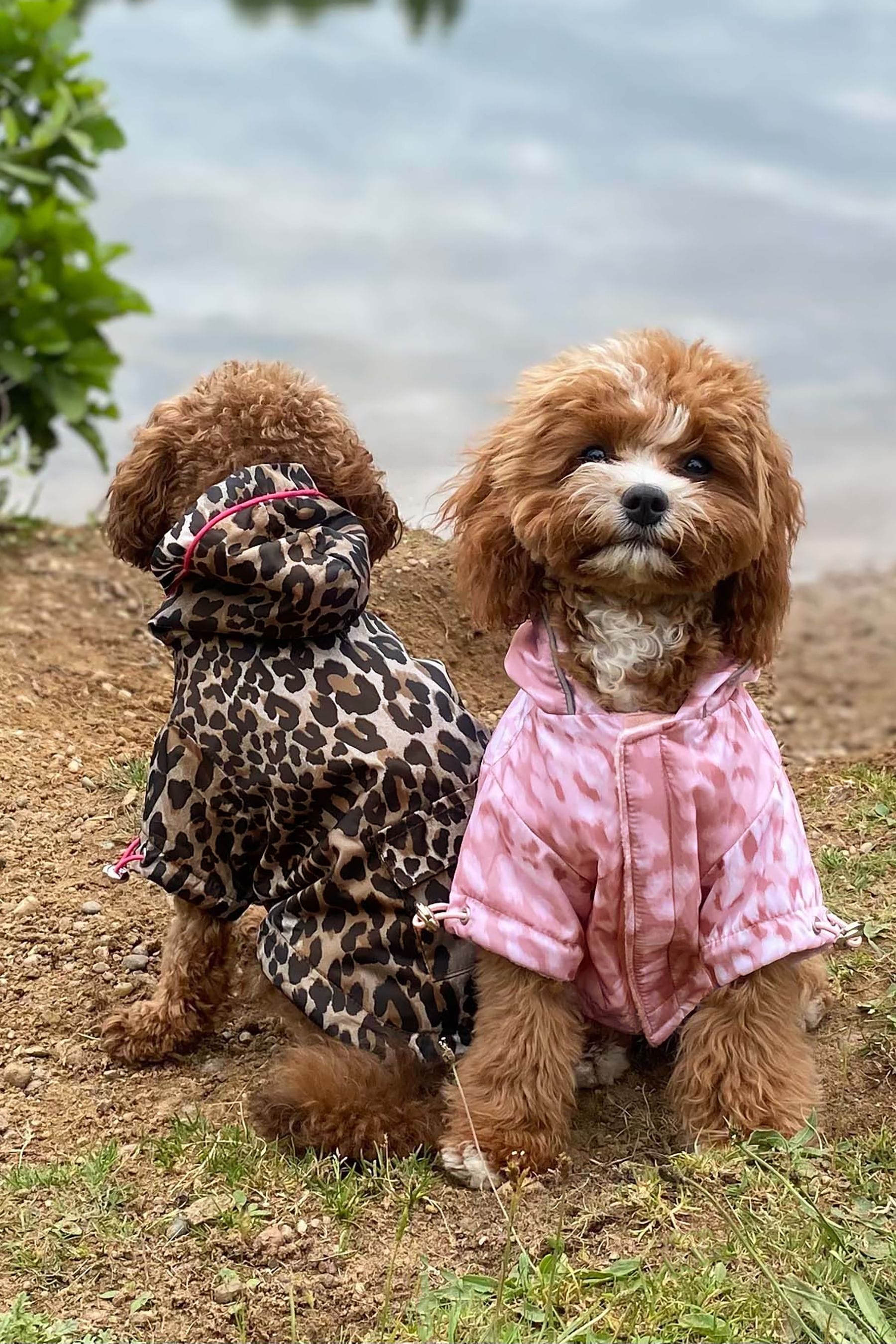 Lipsy leopard print coat top