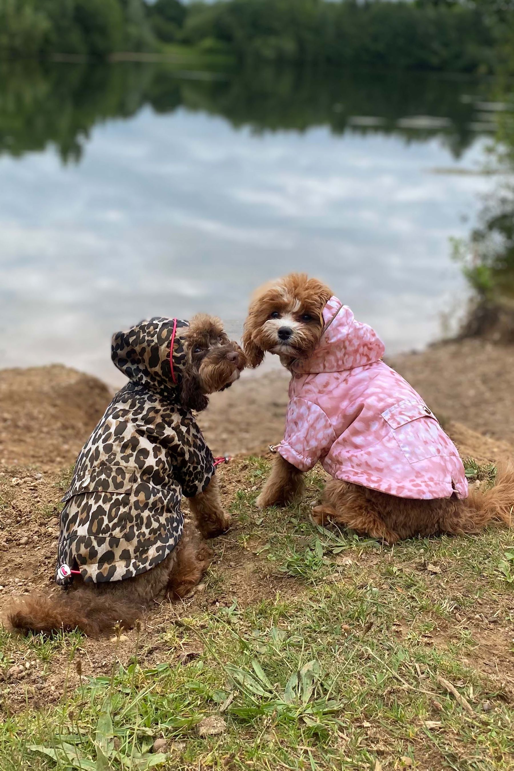 Buy Lipsy Pink Leopard Printed Dog Raincoat Anorak Jacket from Next Luxembourg