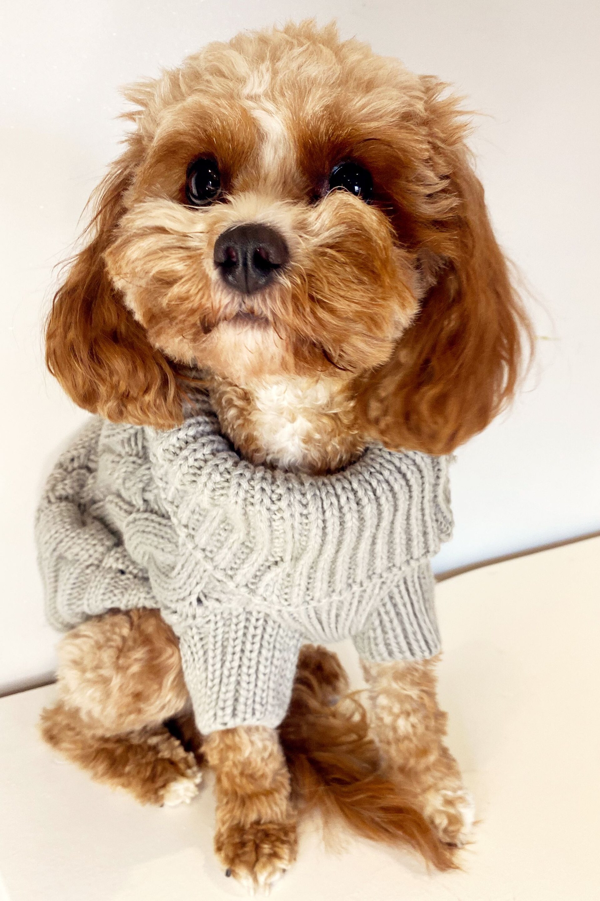 Lipsy Grey Super Soft Cable Knit Dog Jumper - Image 2 of 3