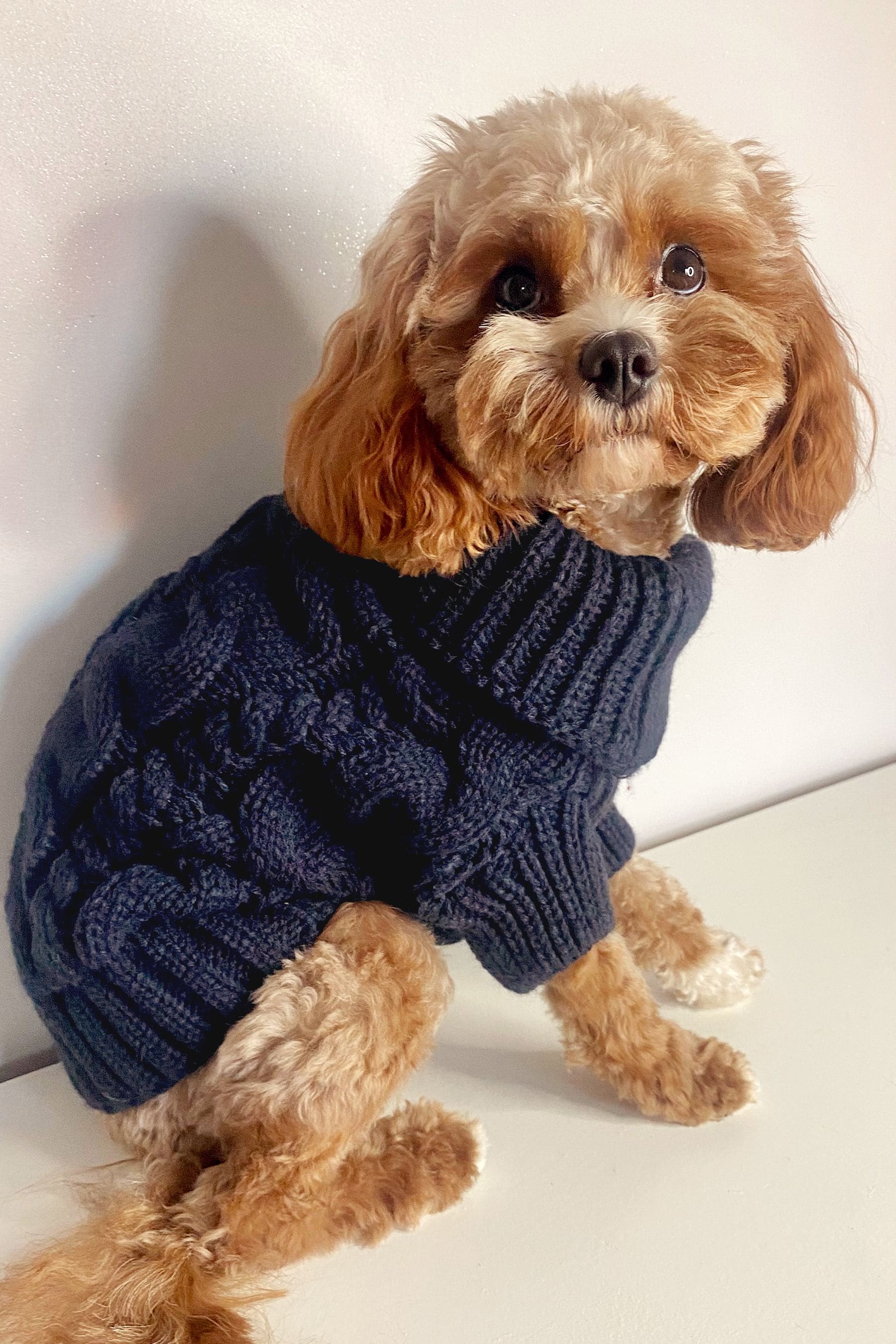 New look dog jumper best sale