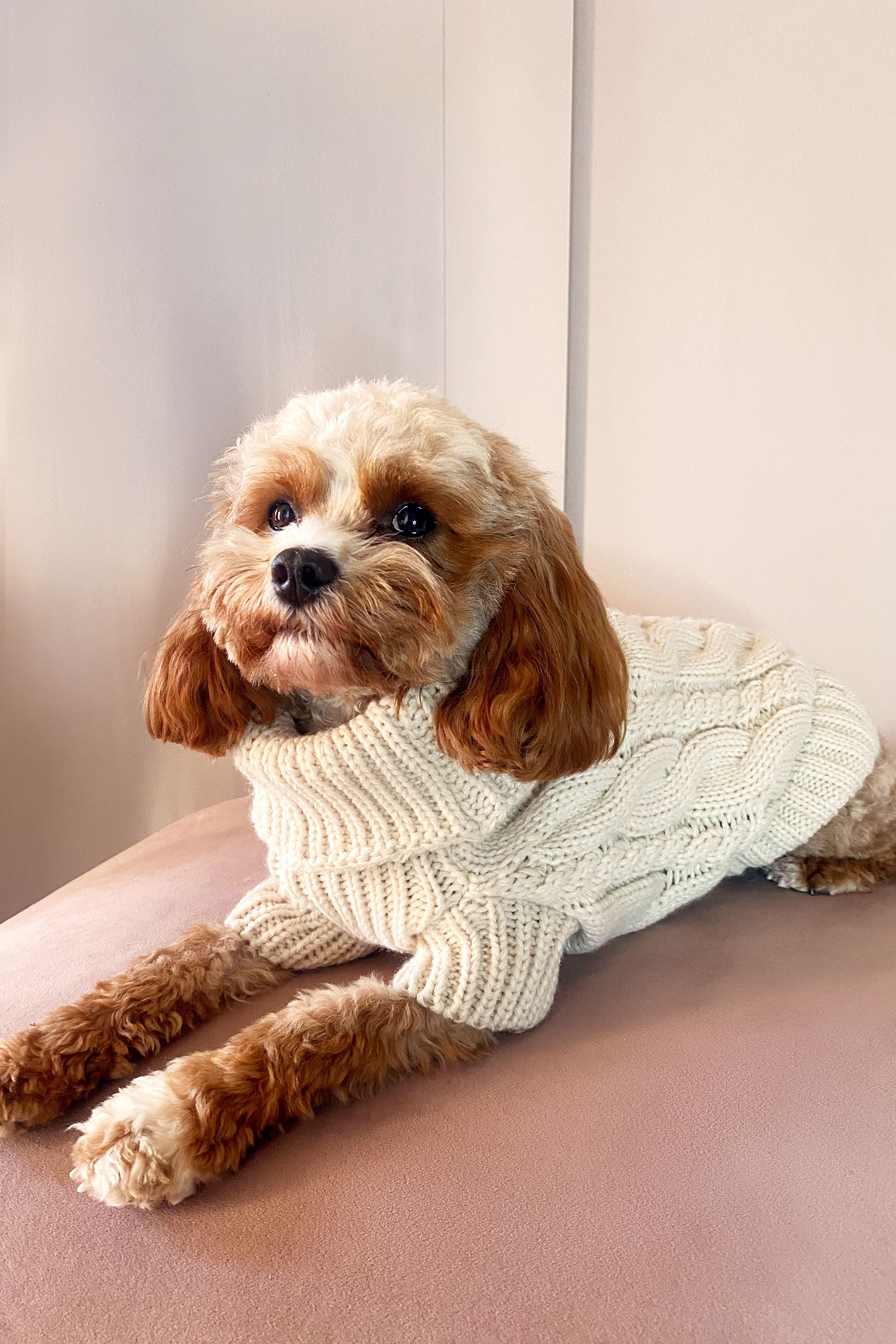 Knit dog jumper clearance