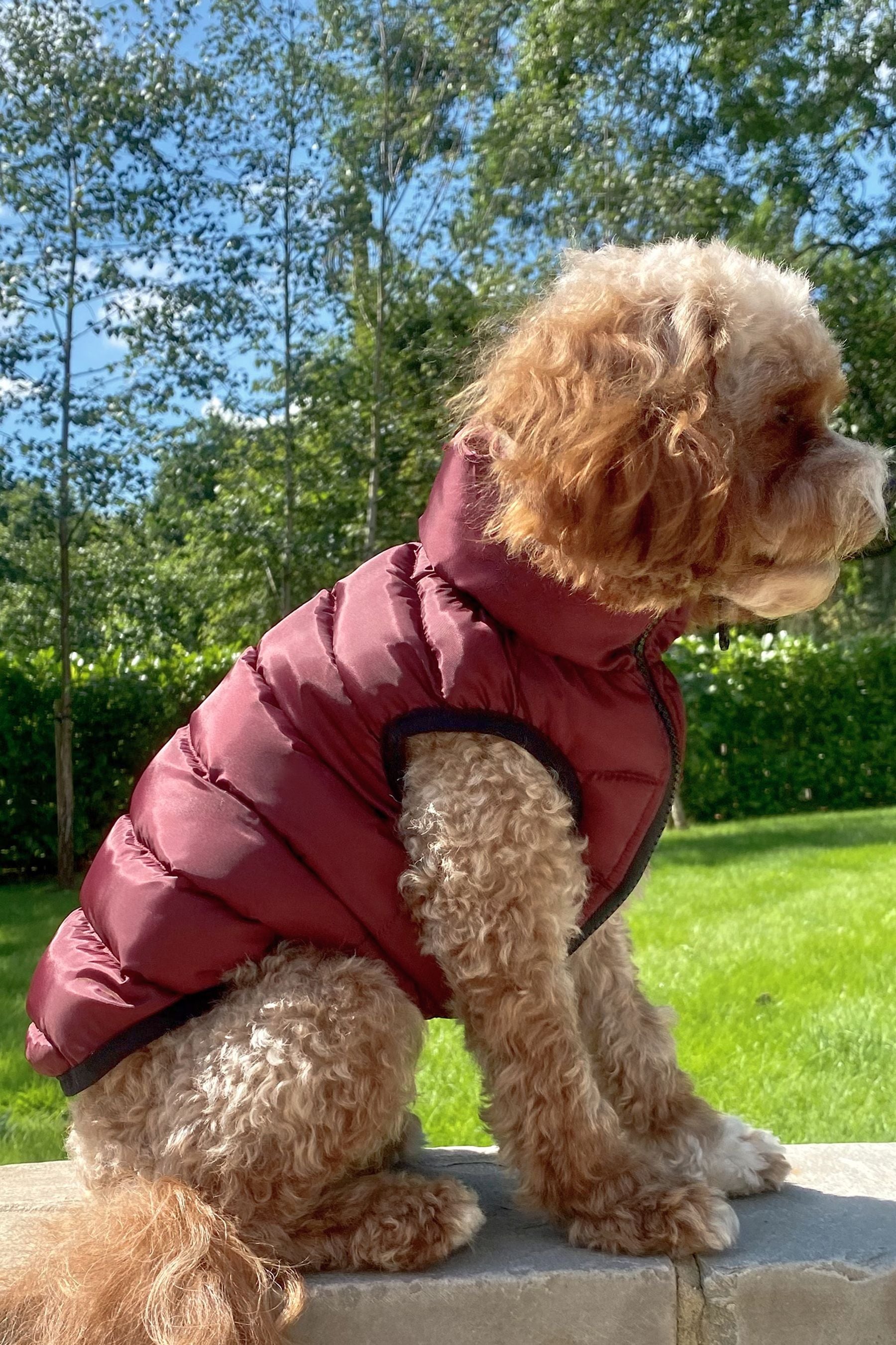 Buy Lipsy Berry Red Red Reversible Zip Dog Padded Coat from Next Luxembourg