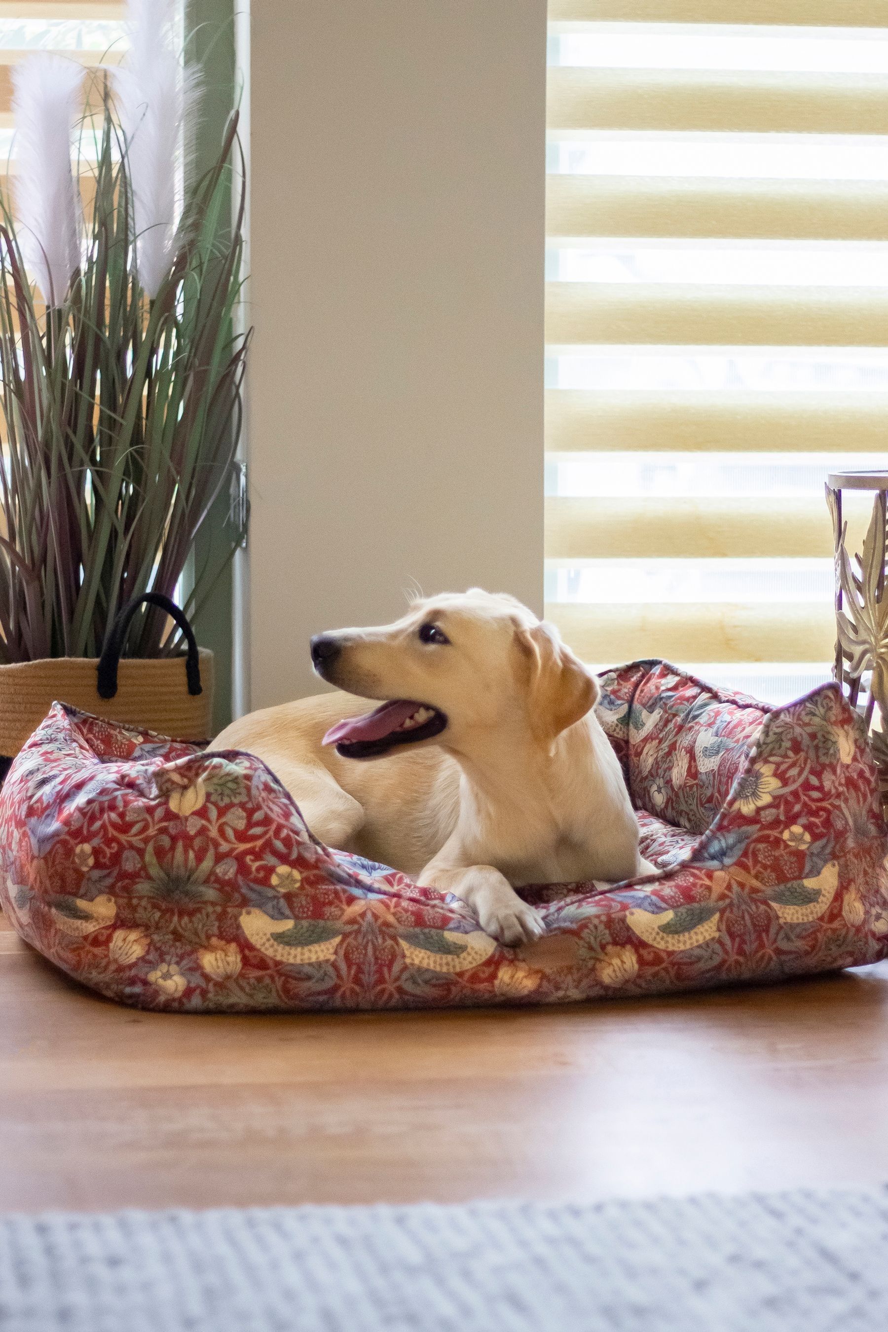Dog bed in a box clearance