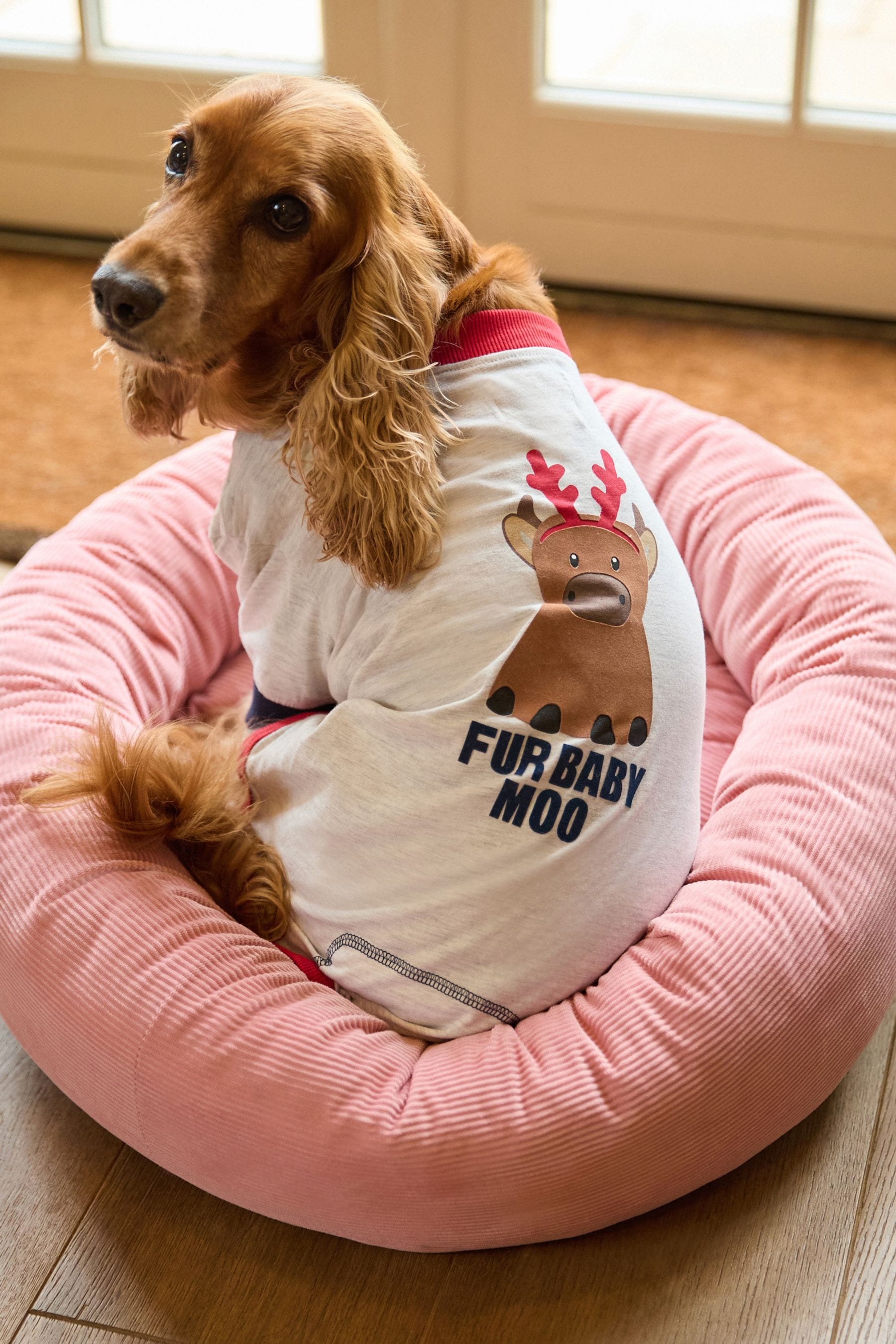 Buy Hamish The Highland Cow Pet Pyjamas from Next United Arab Emirates