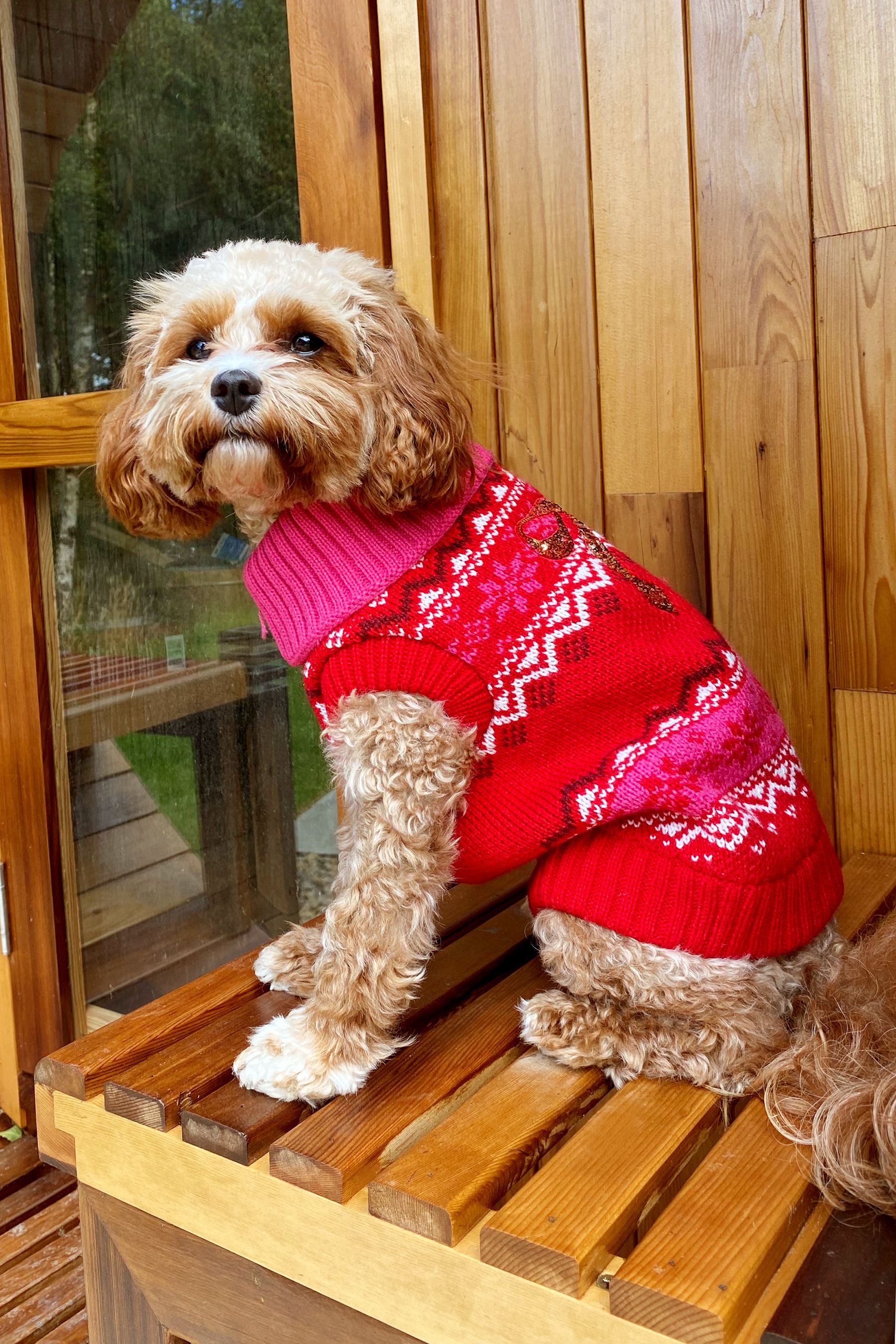 Christmas beagle jumper top