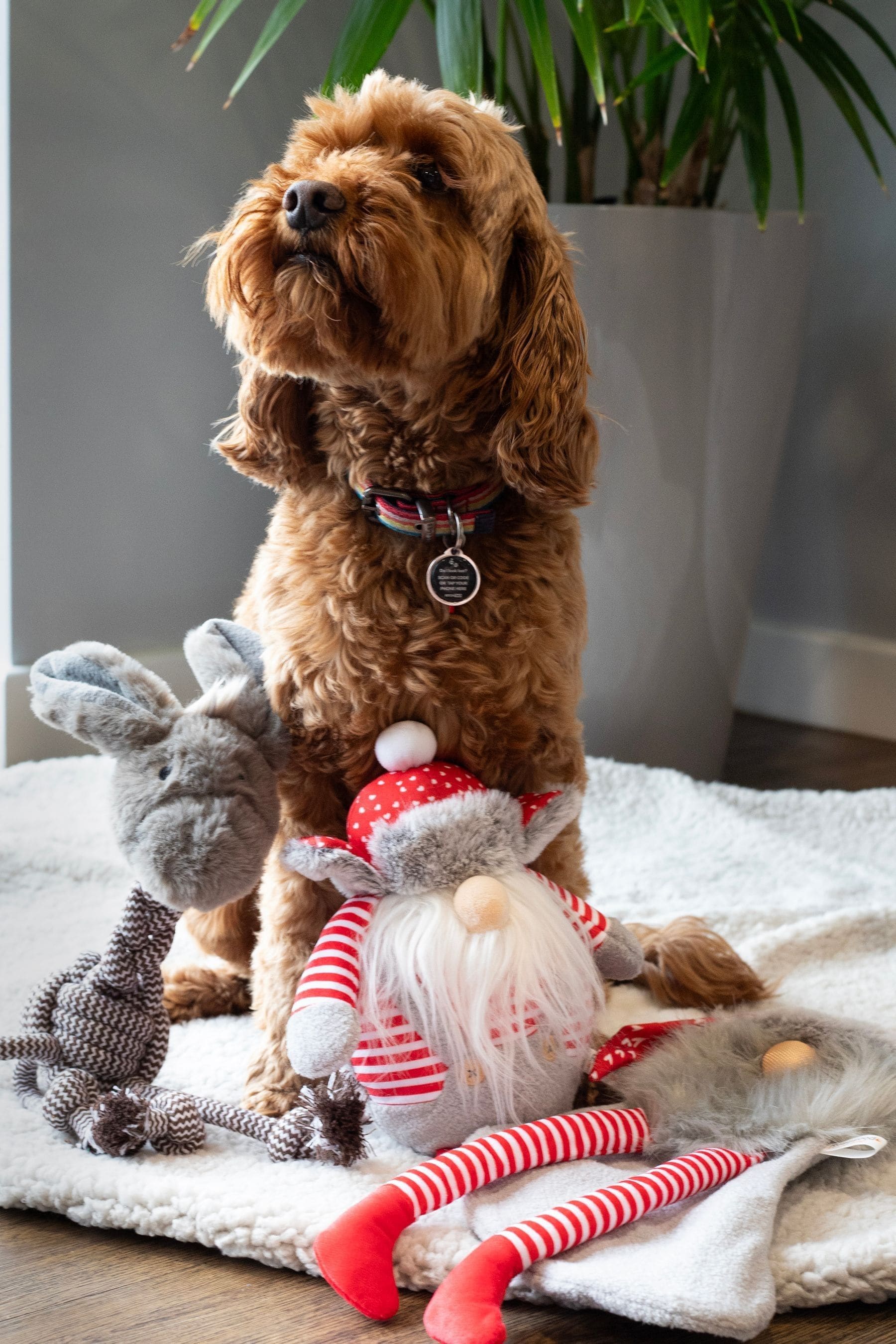 Donkey dog toy shop