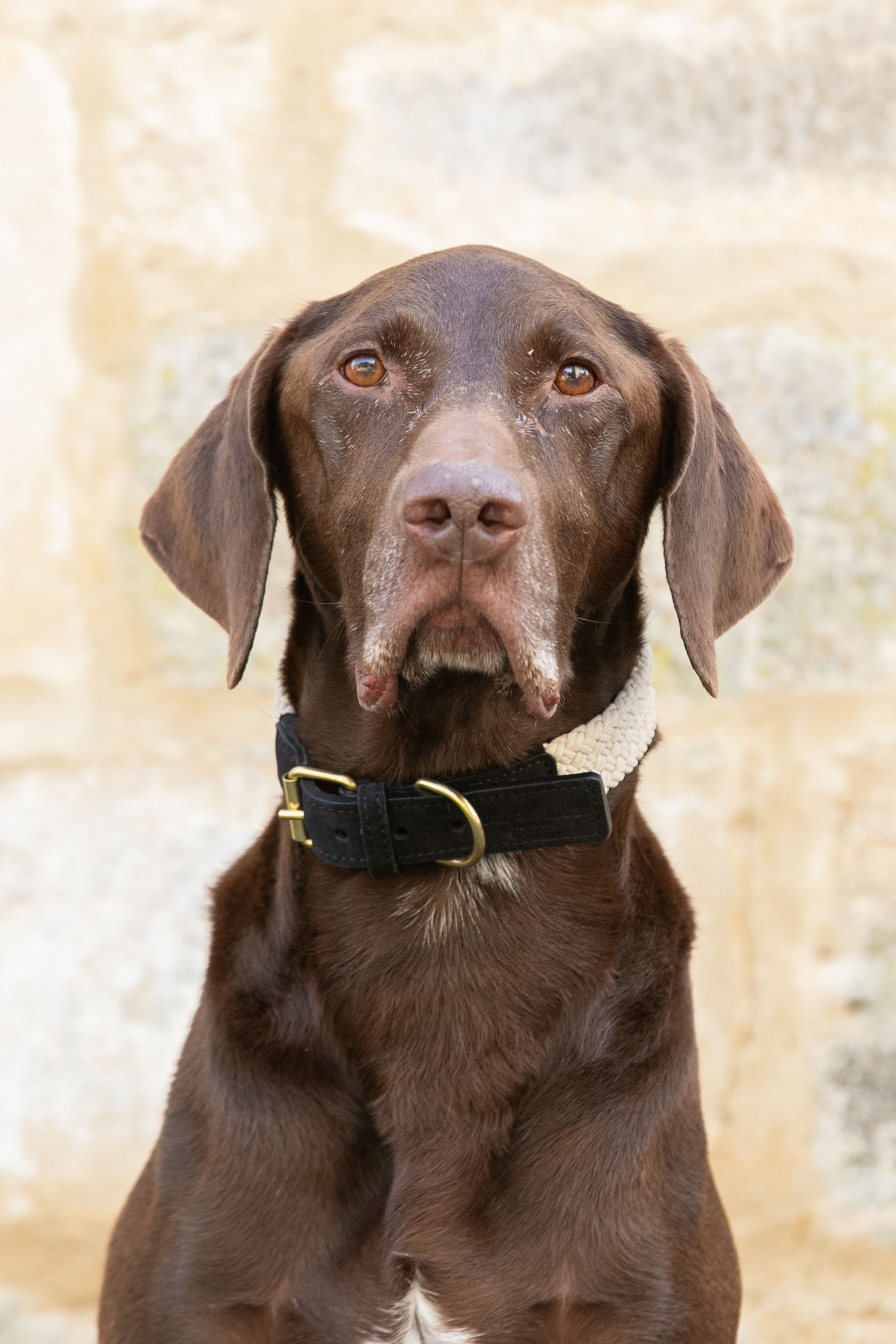 Buy Hugo Hudson Black Flat Rope and Leather Dog Collar from the Next UK online shop