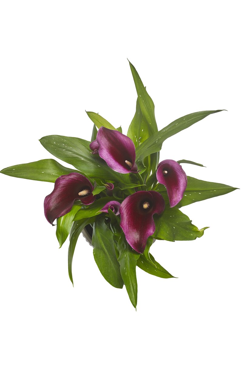 Multi Calla Lily Real Plant in Ceramic Pot - Image 3 of 4