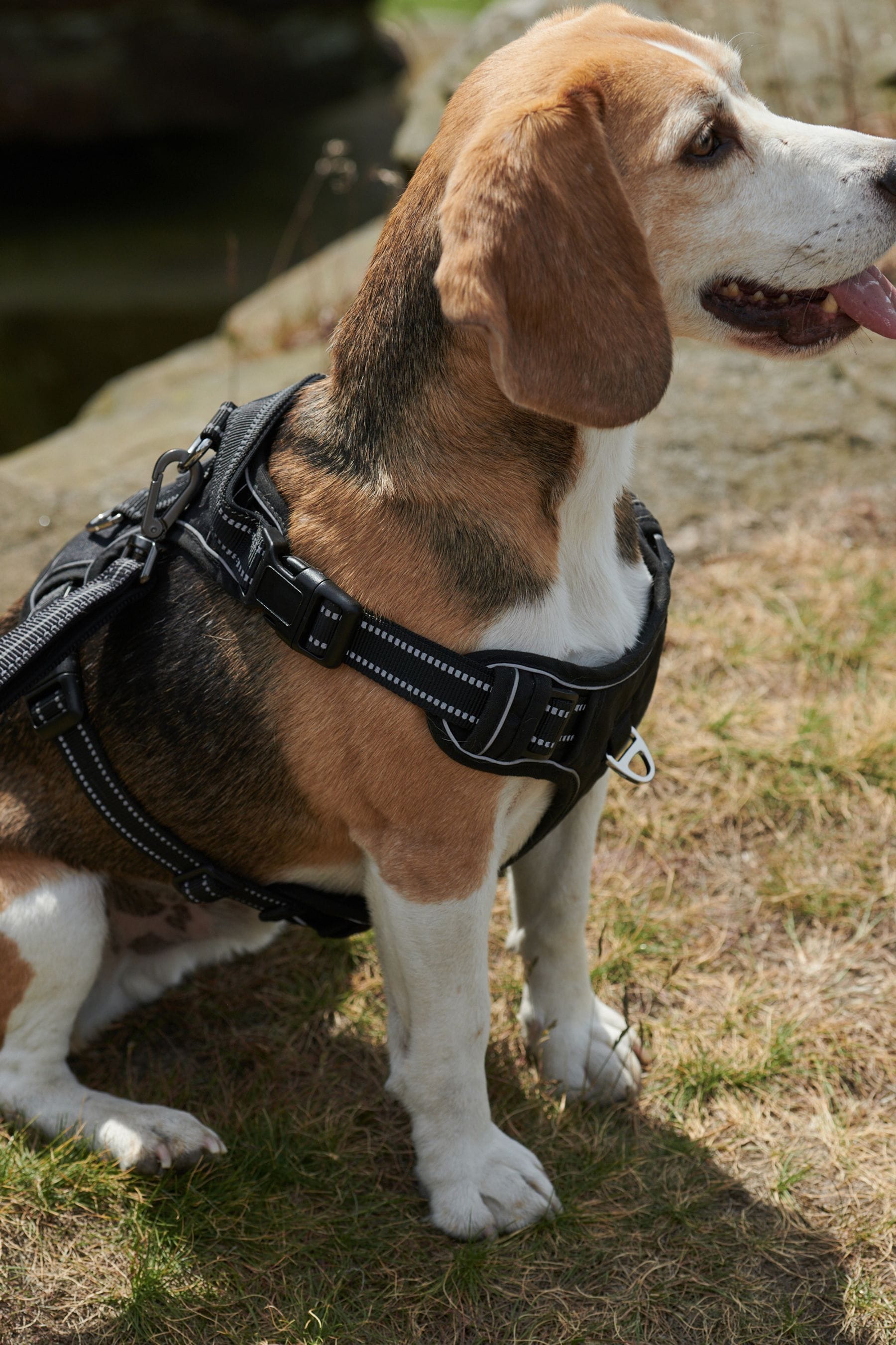 Ugg dog harness 2025