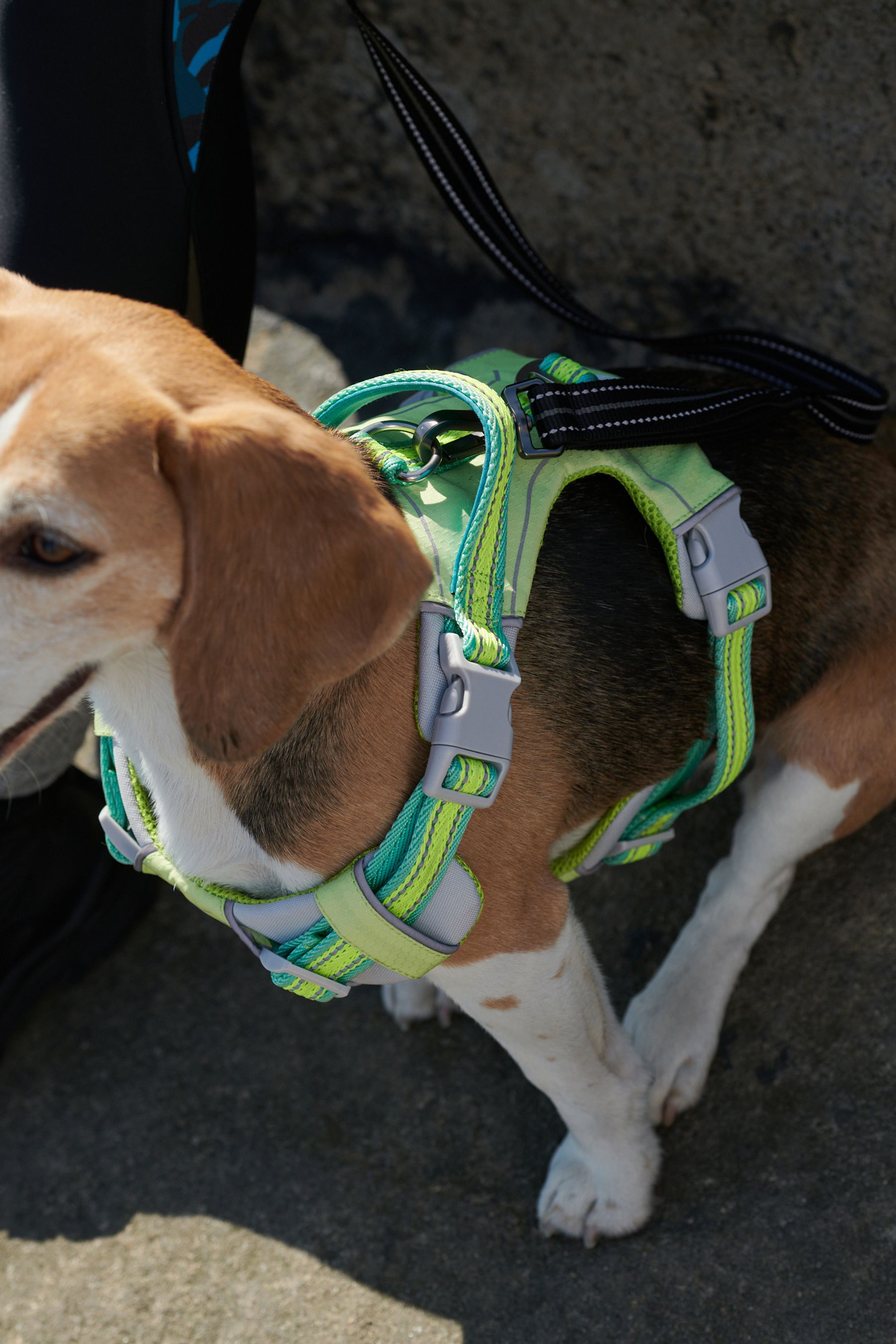 Buy Lime Green Dog Harness from Next Luxembourg