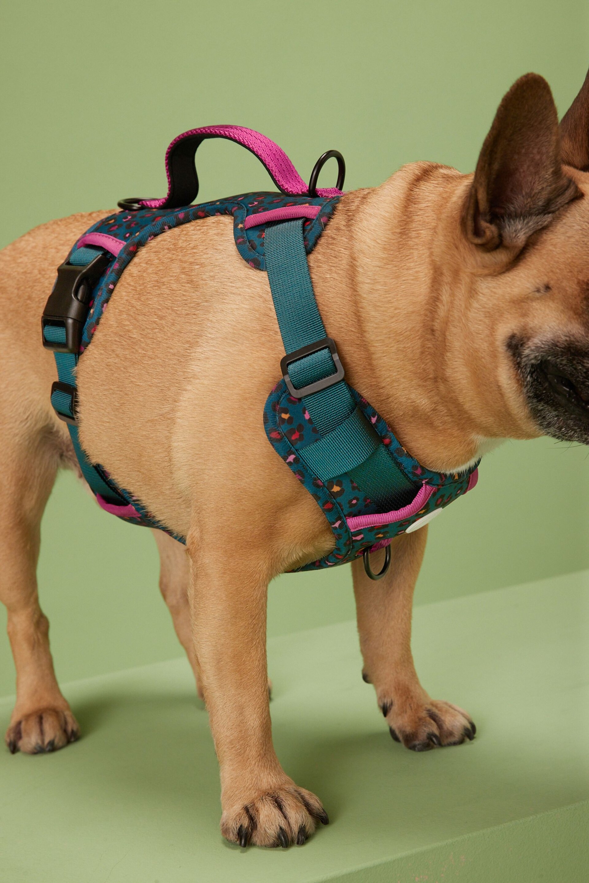 Teal Blue/Purple Animal Dog Harness - Image 4 of 9