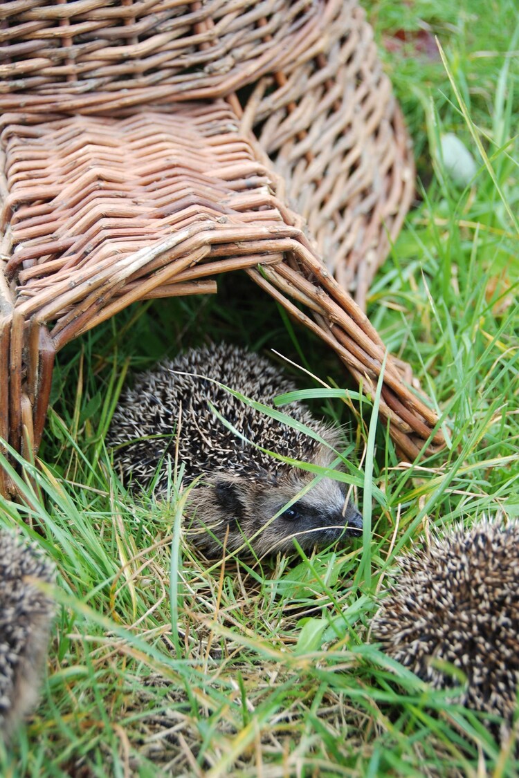 Fallen Fruits Brown Garden Hedgehog House - Image 1 of 3