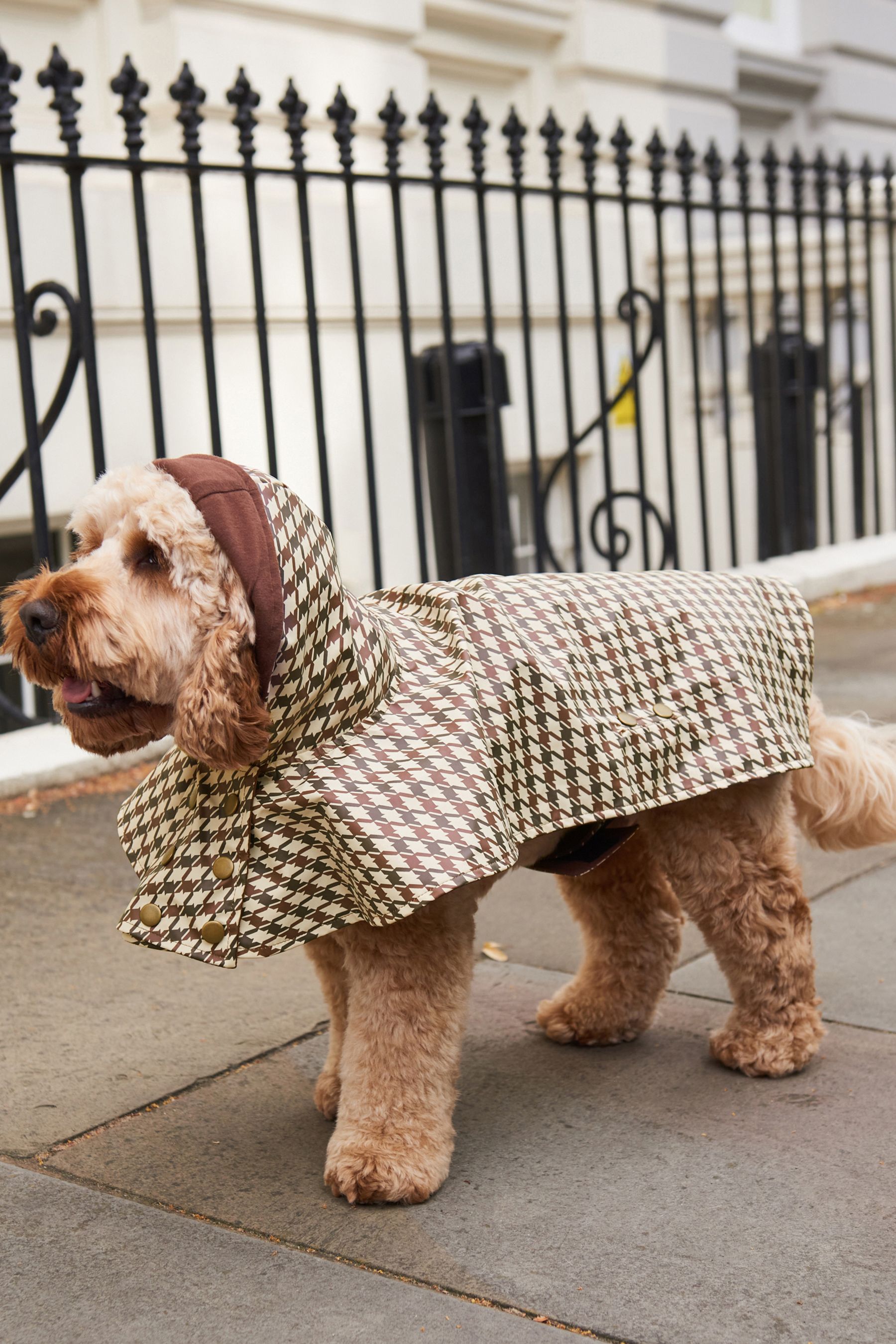Next dog shop clothes