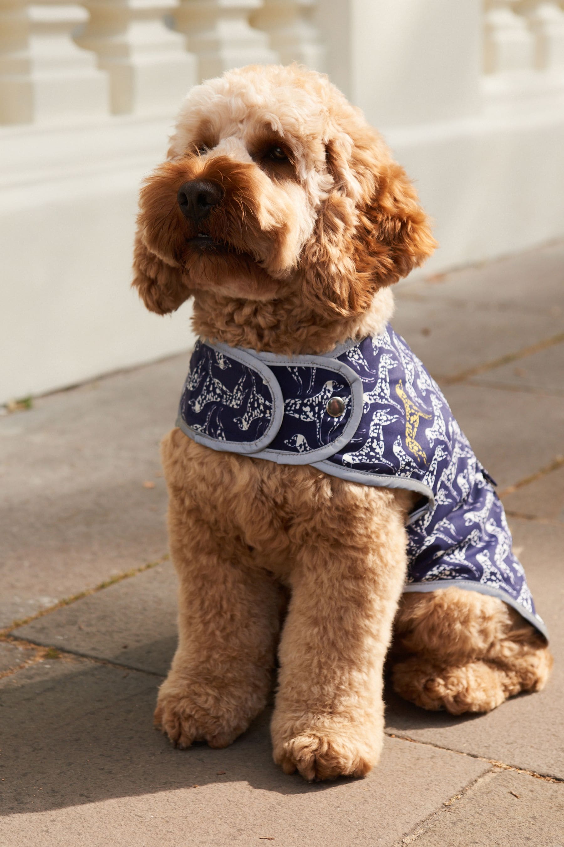 Navy blue 2024 dog sweater