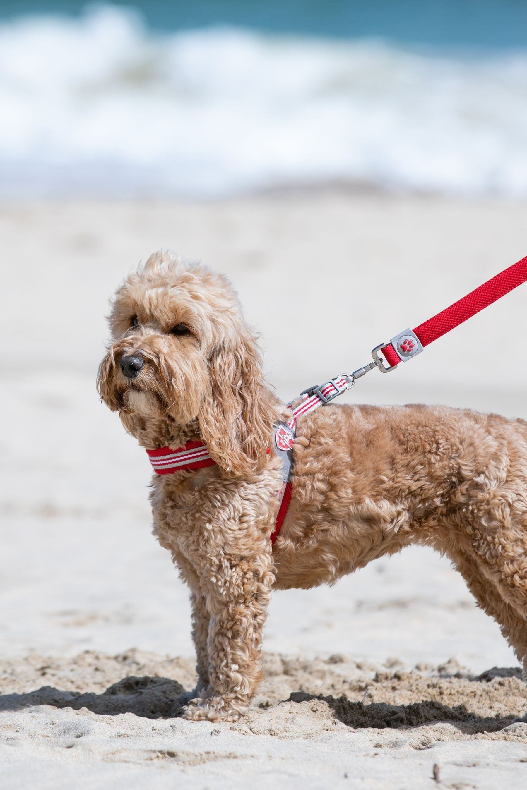 Hugo and hudson easy harness top