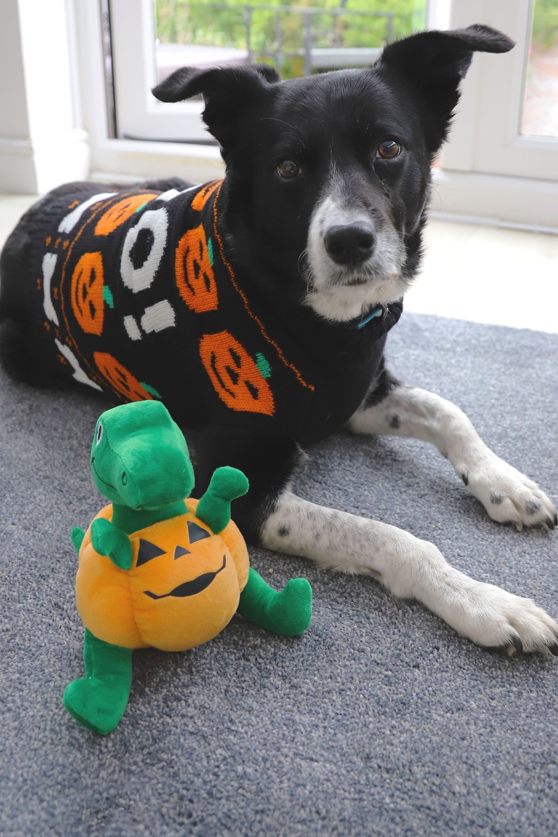 Halloween dog jumper cheap