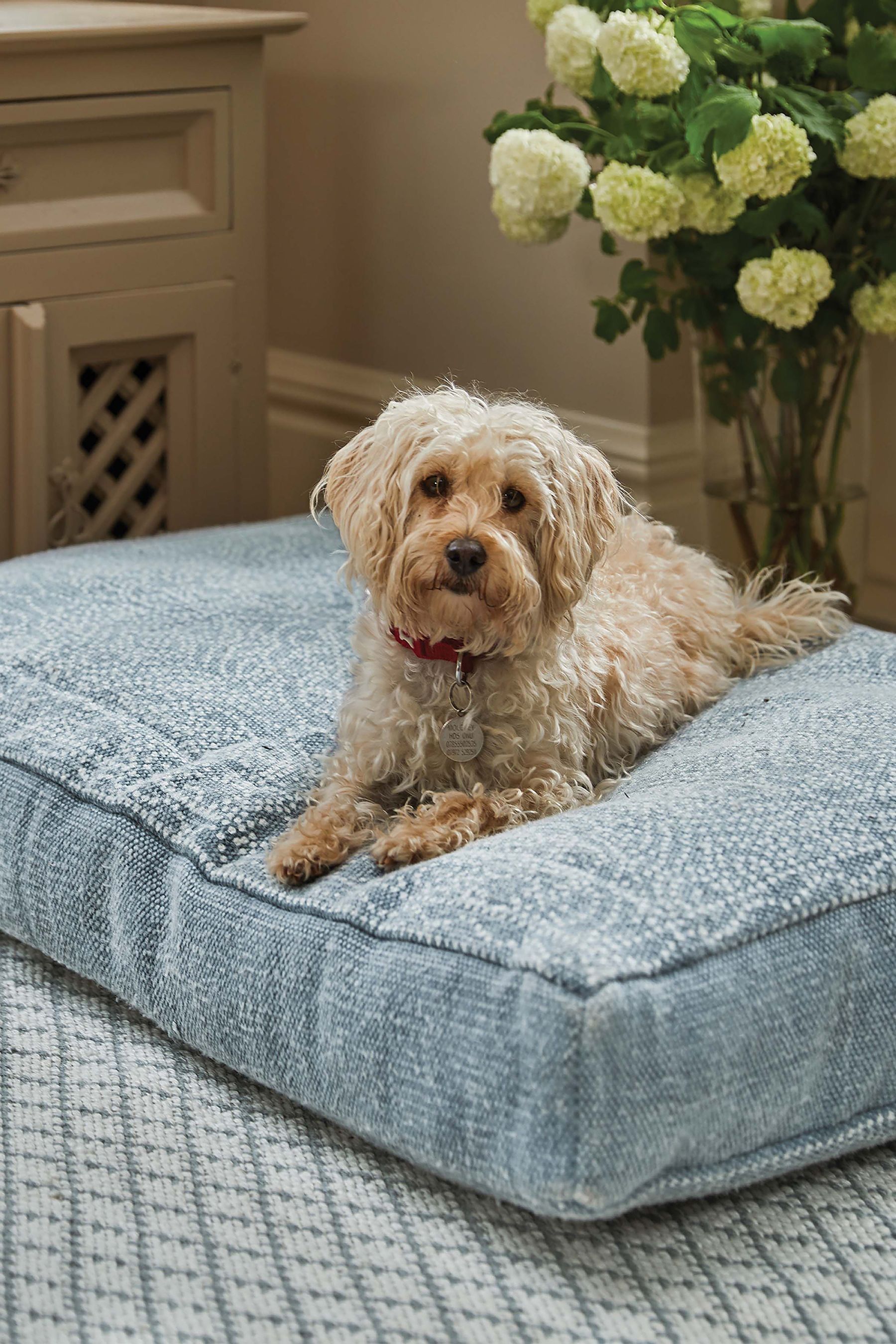 Rug dog shop bed
