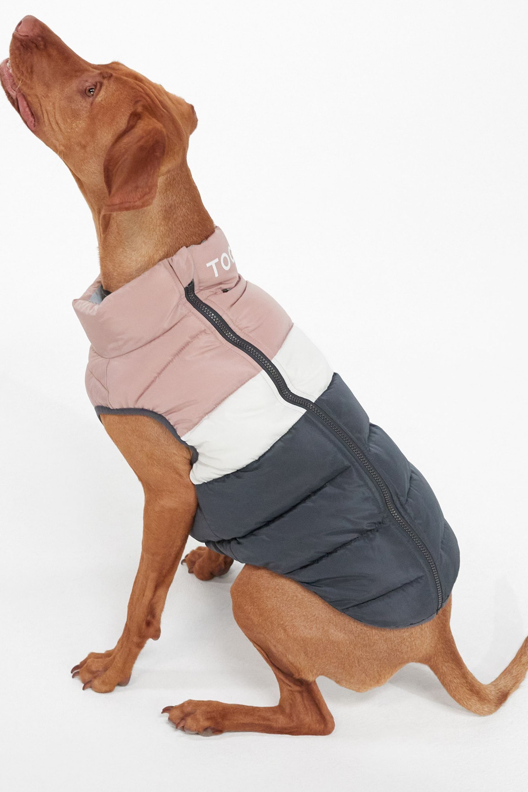 Padded store dog jacket