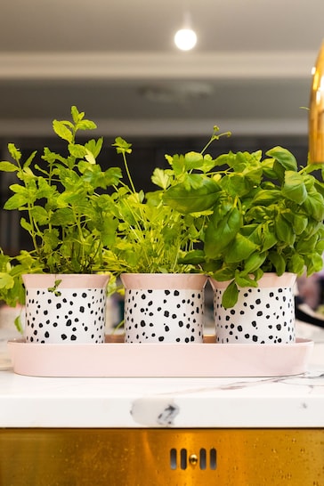 Eleanor Bowmer Set of 3 Dalmatian Herb Pots