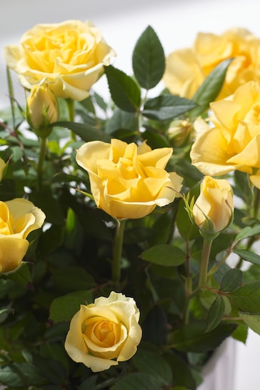 Yellow Friendship Rose Real Plant