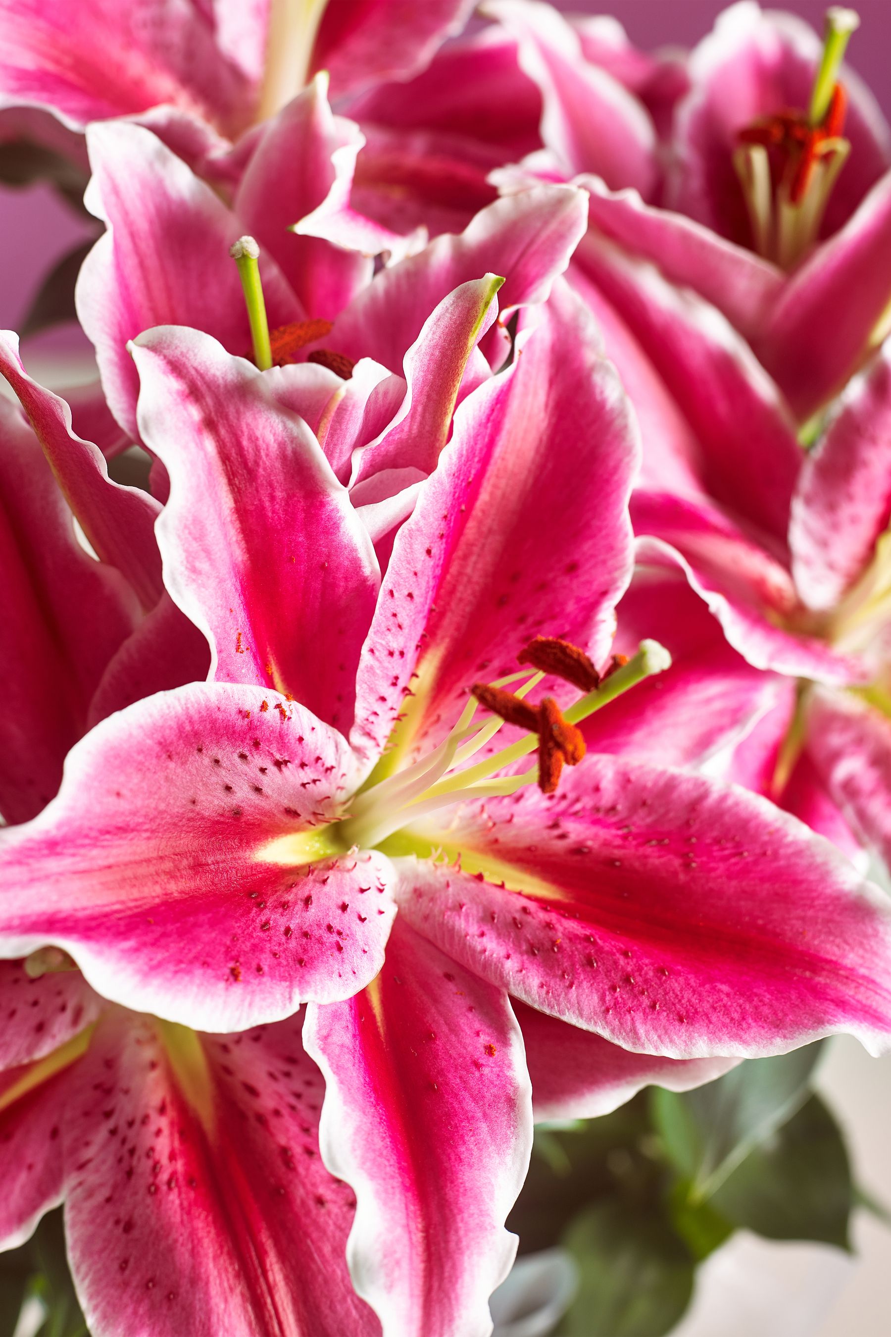 Buy Pink Oriental Lily and Birthday Balloon Real Plant Gift Bag