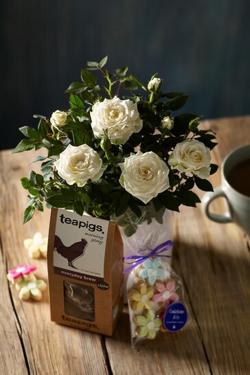 White Rose Real Plant with Tea and Biscuits