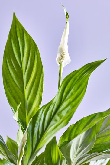 White White Peace Lily Real Plant