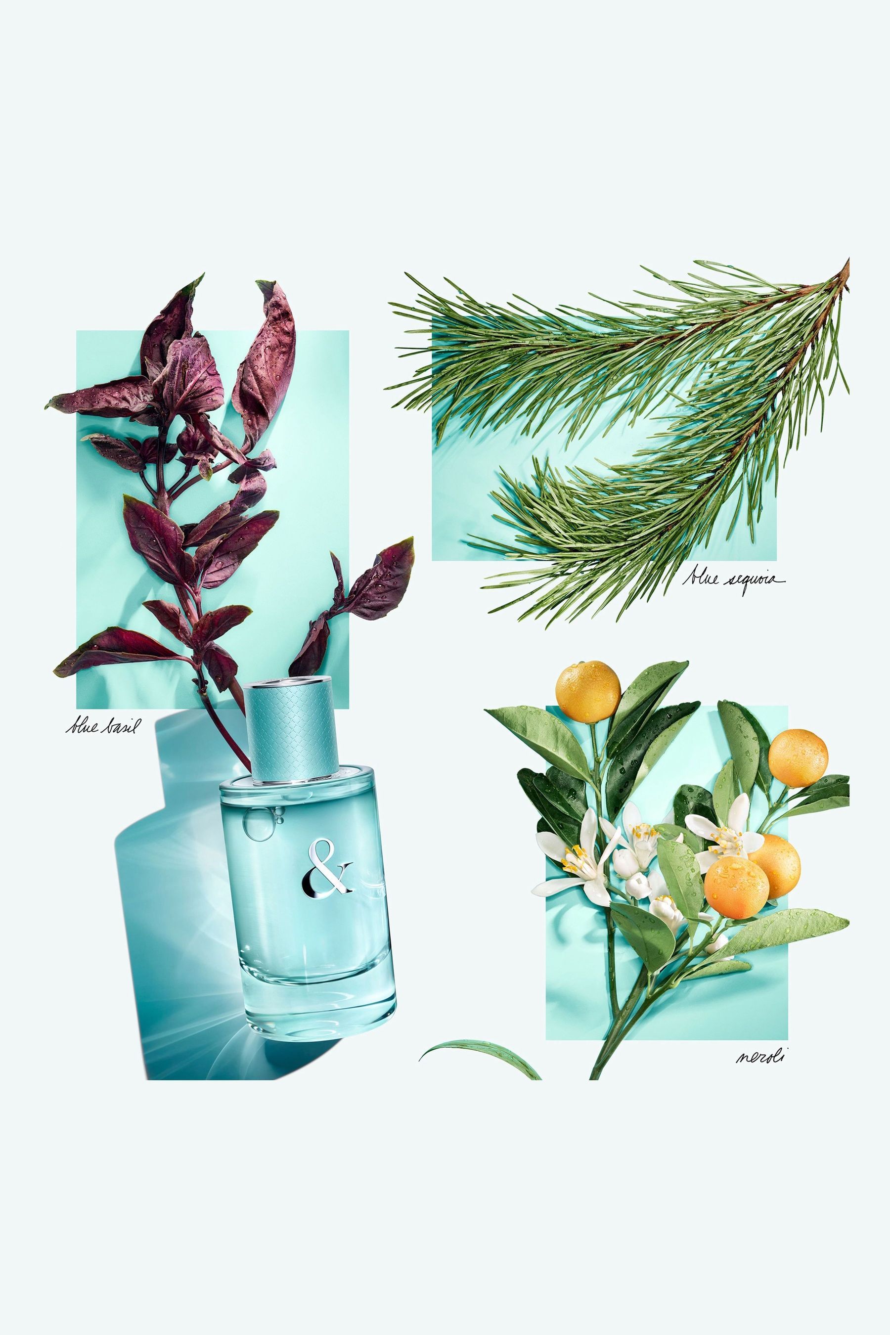 Tiffany eau de deals parfum 50ml