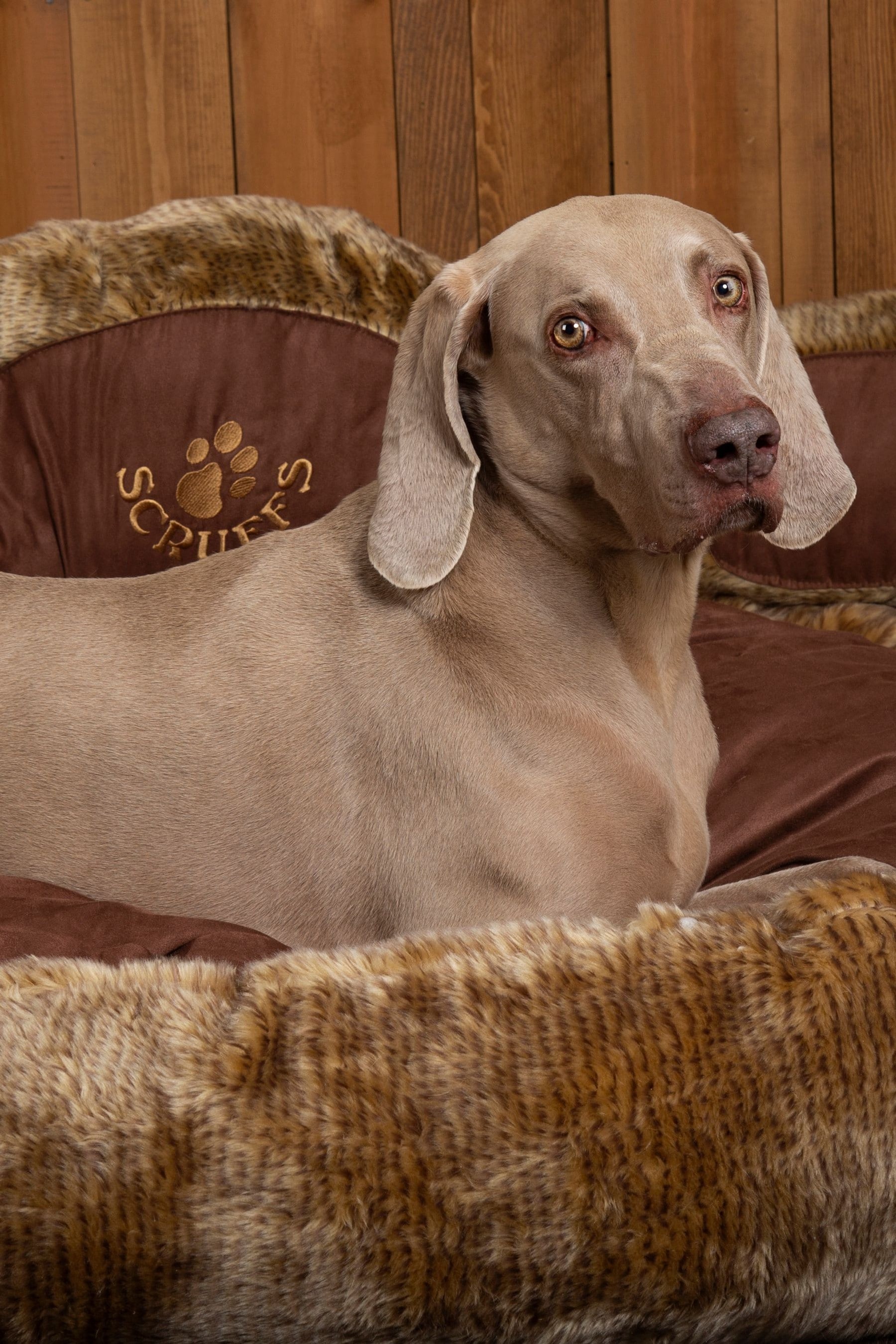 Buy Scruffs Brown Grizzly Bear Dog Bed from the Next UK online shop