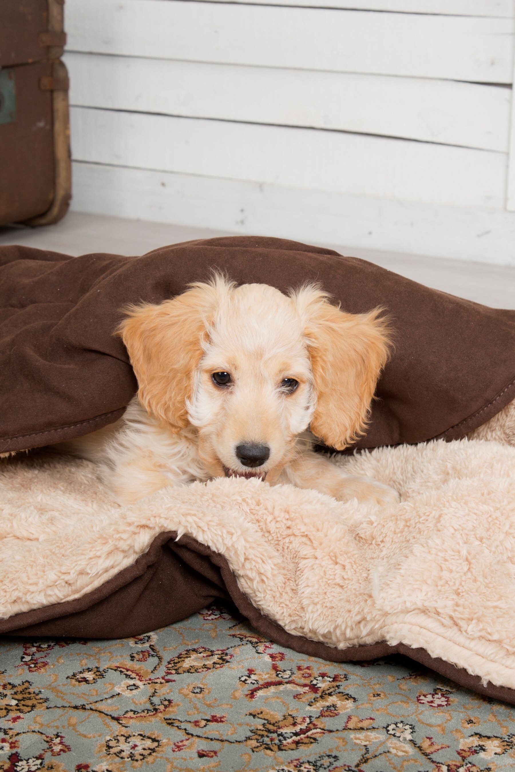 Scruffs snuggle blanket 2025