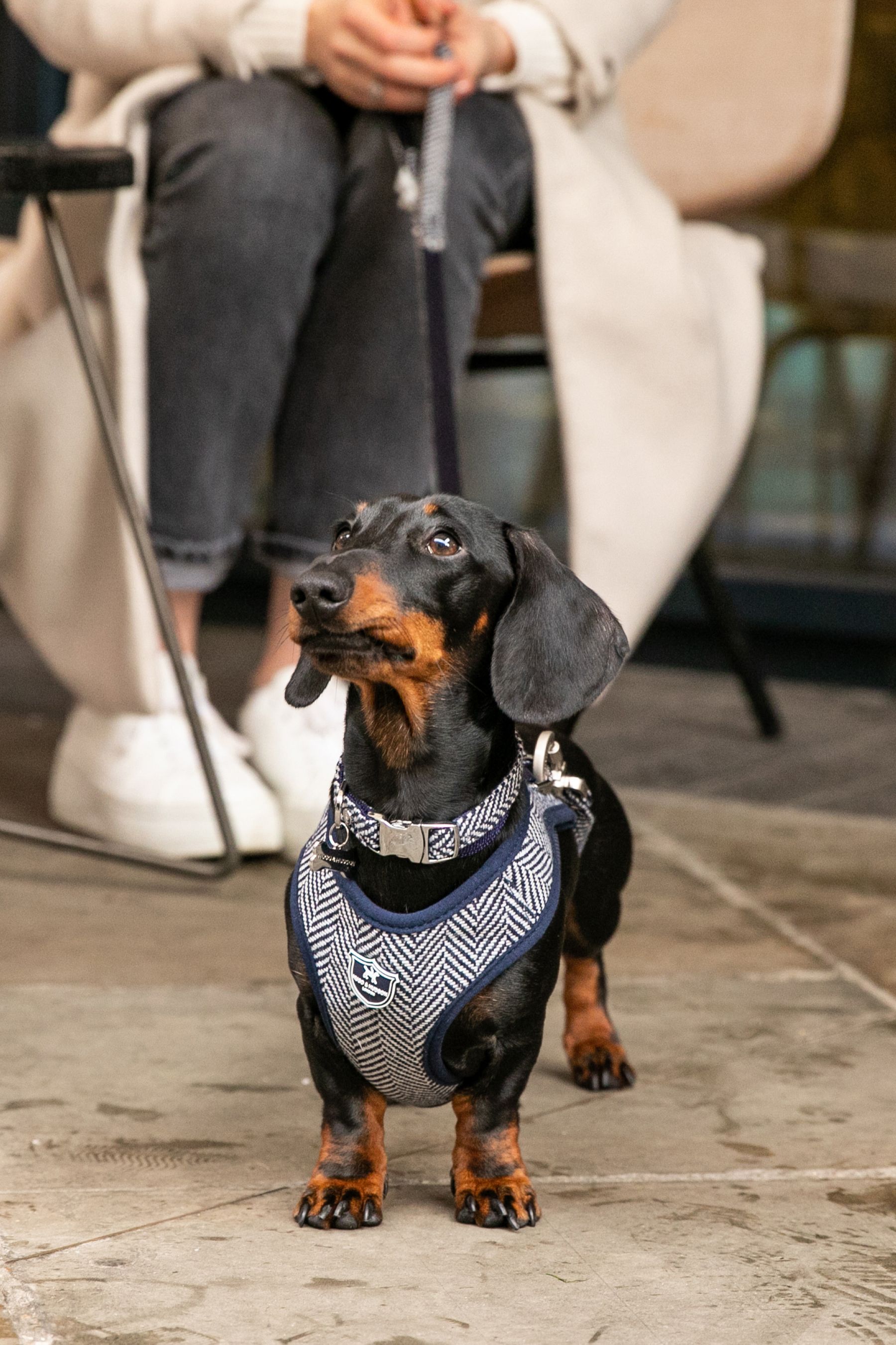 Herringbone dog collar clearance