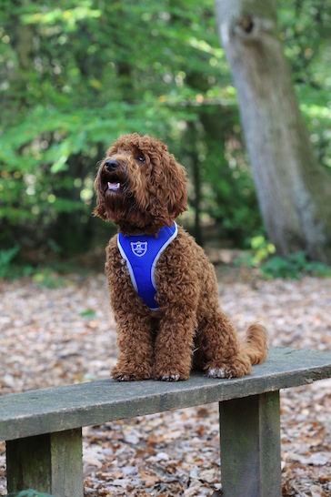 Hugo & Hudson Blue Hugo & Hudson Royal Blue Mesh Dog Harness