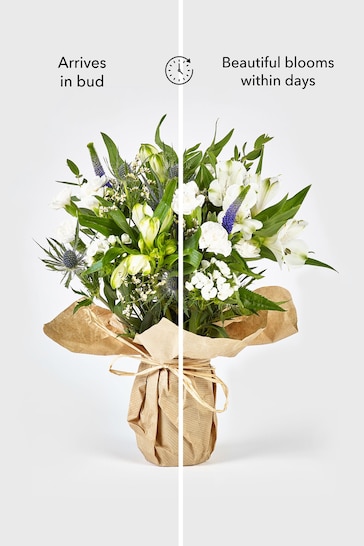 White Posy Letterbox Fresh Flower Bouquet with Vase