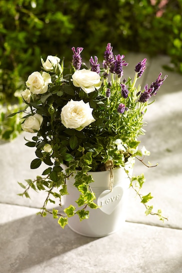 Multi Lavender and Rose Real Plant in Pail