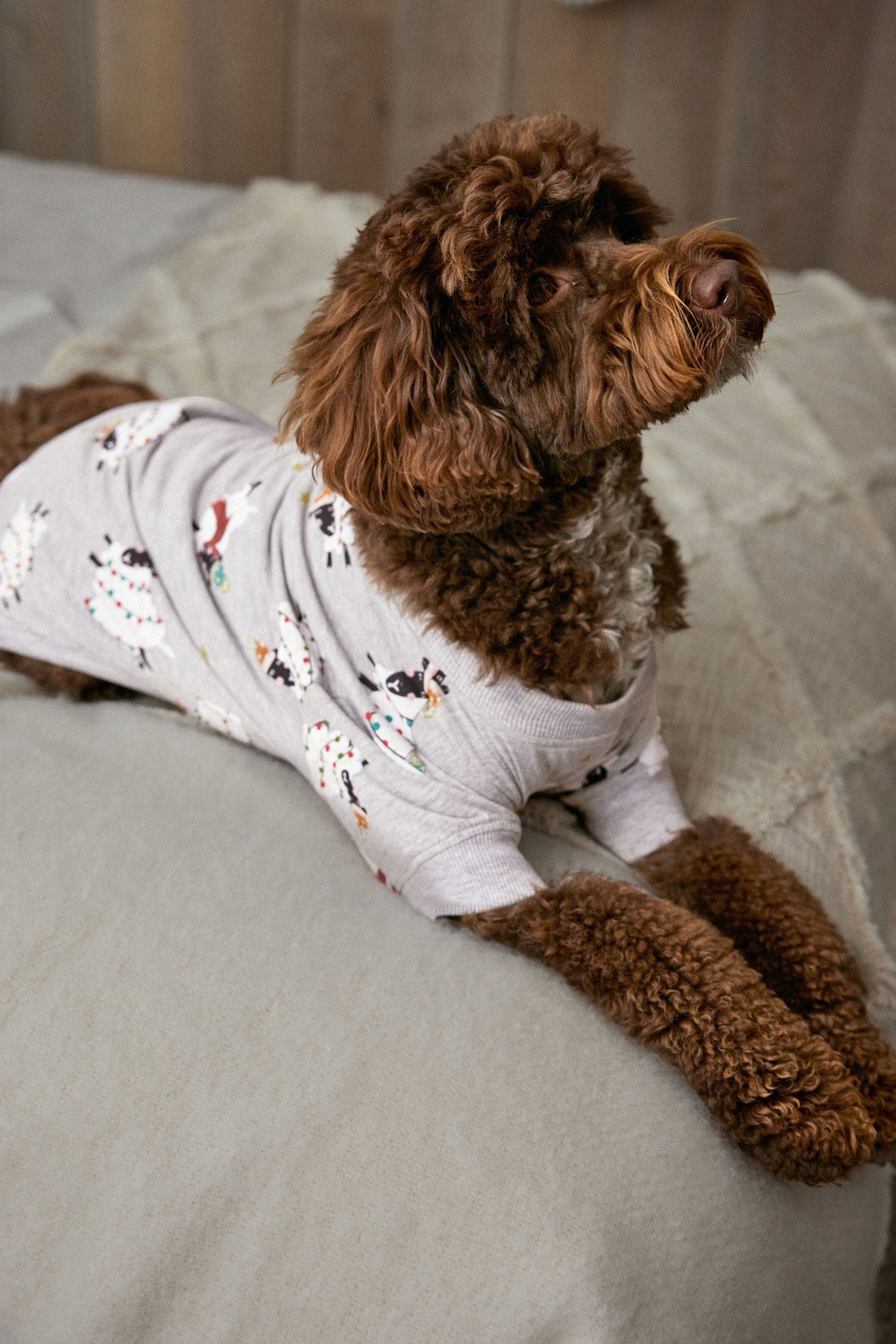Next best sale dog clothes