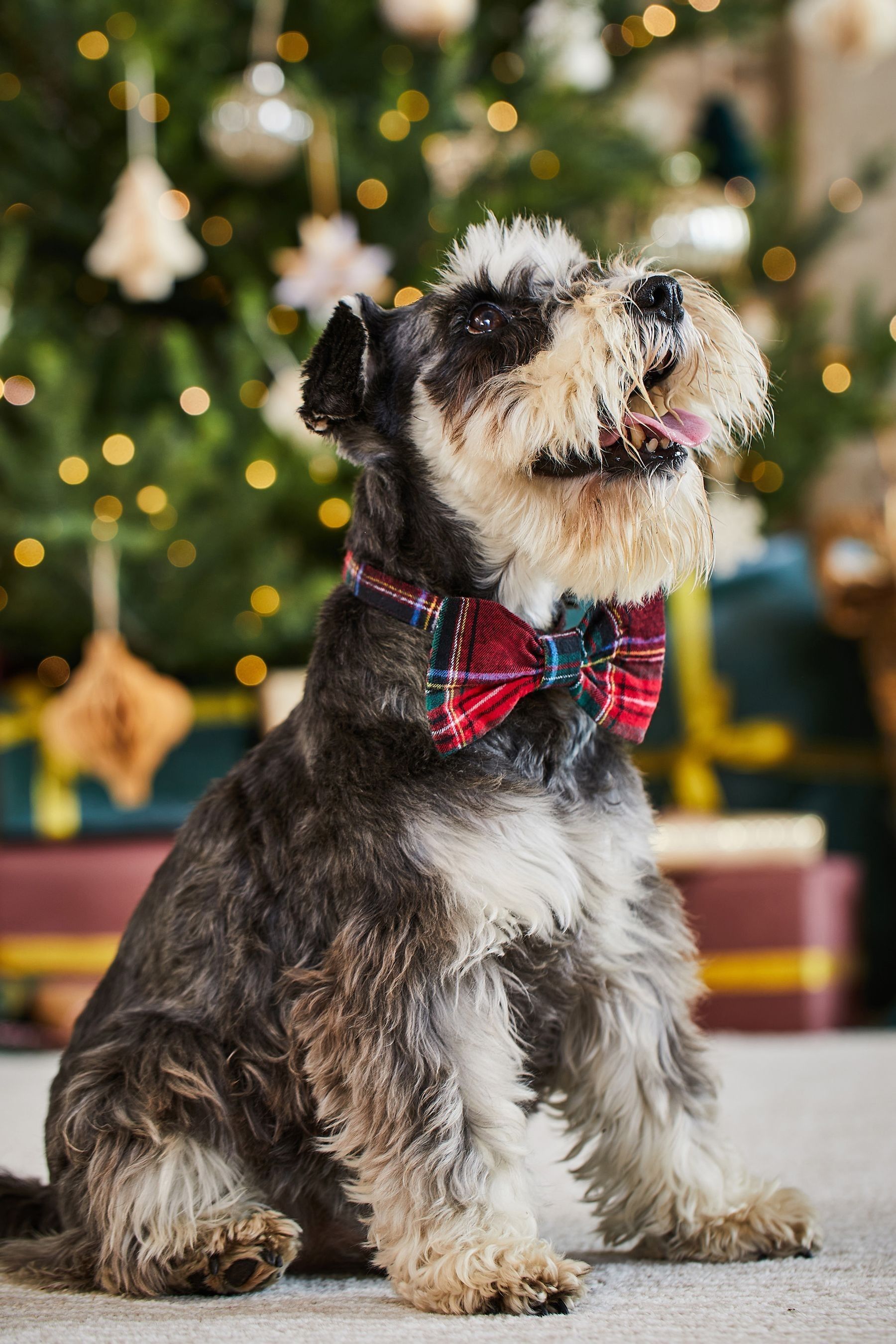 Red tartan dog bow tie deals
