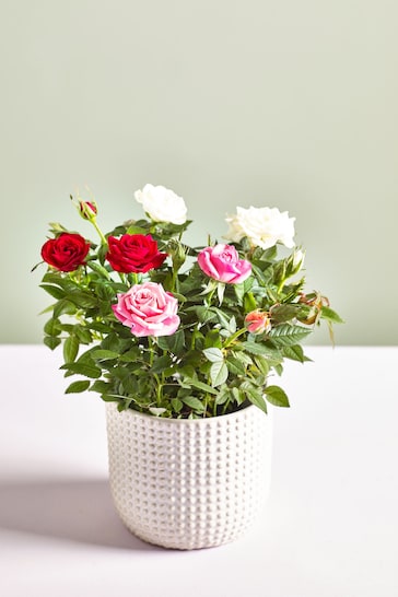 Multi Rose Real Plant in Ceramic Pot