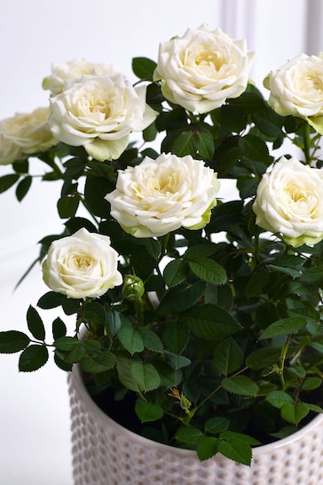 White Rose Real Plant in Ceramic Pot