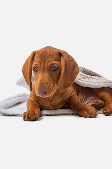 Lords and Labradors Mink Brown Dog & Puppy Boucle Blanket