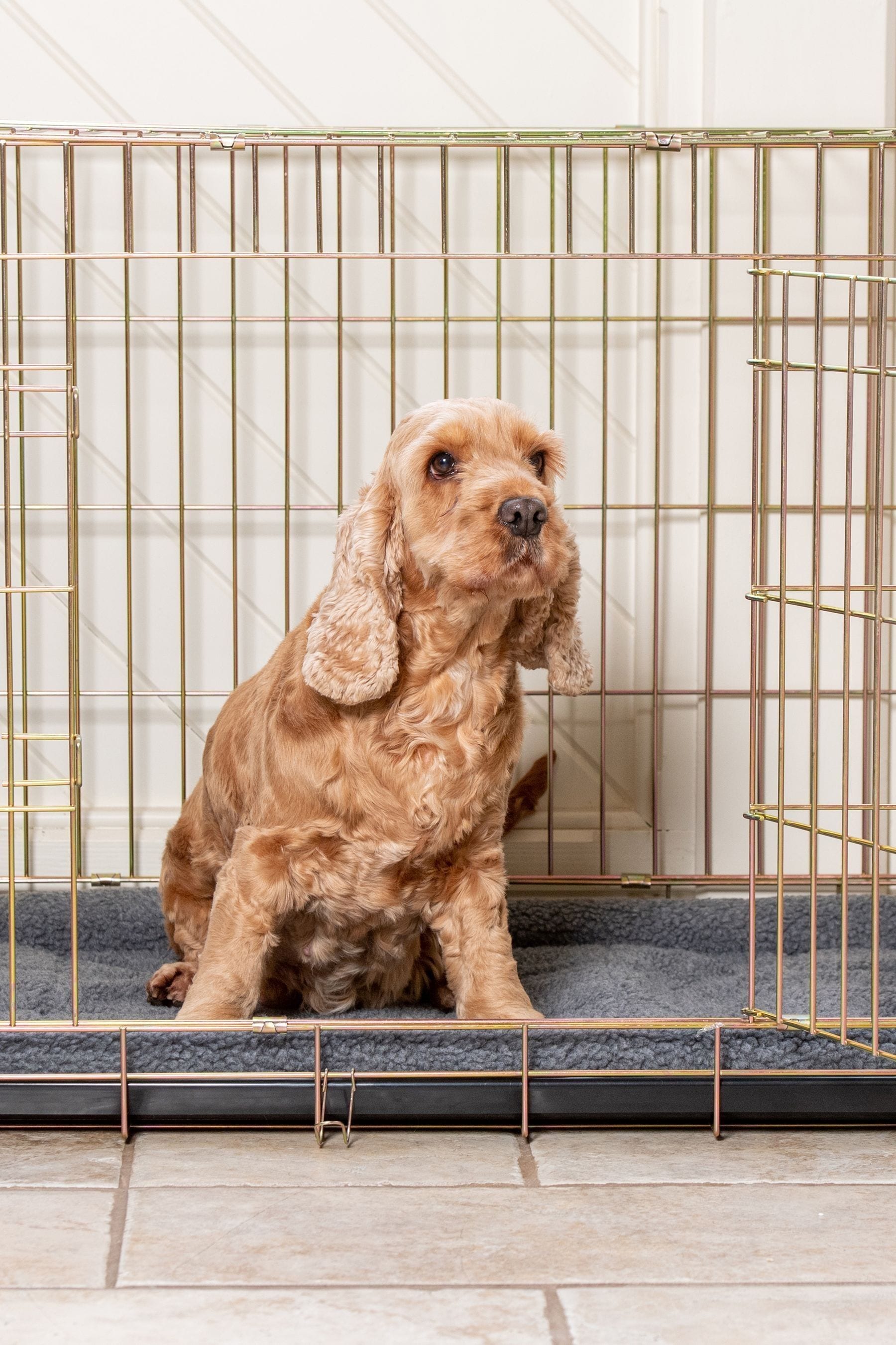 Dog crate next day delivery discount
