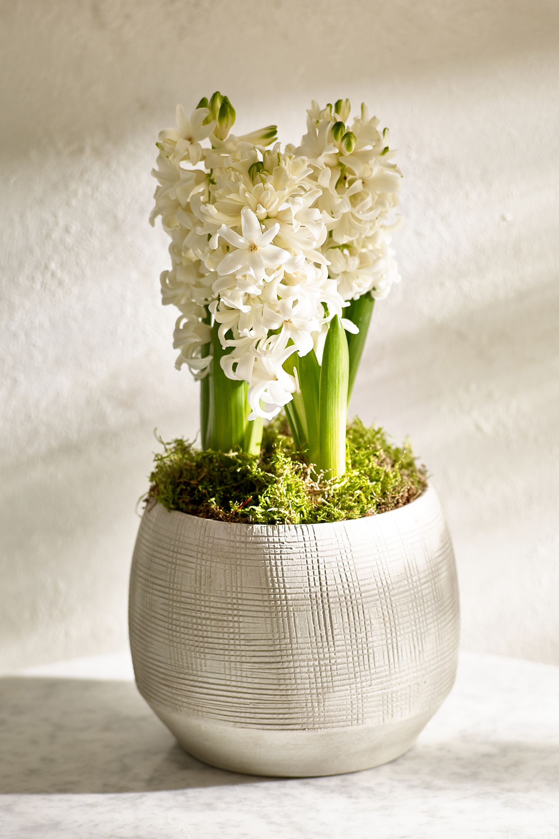 Hyacinth shoe shop cover