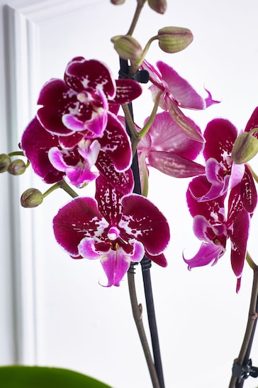 Multi Orchid Real Plant in Ceramic Pot