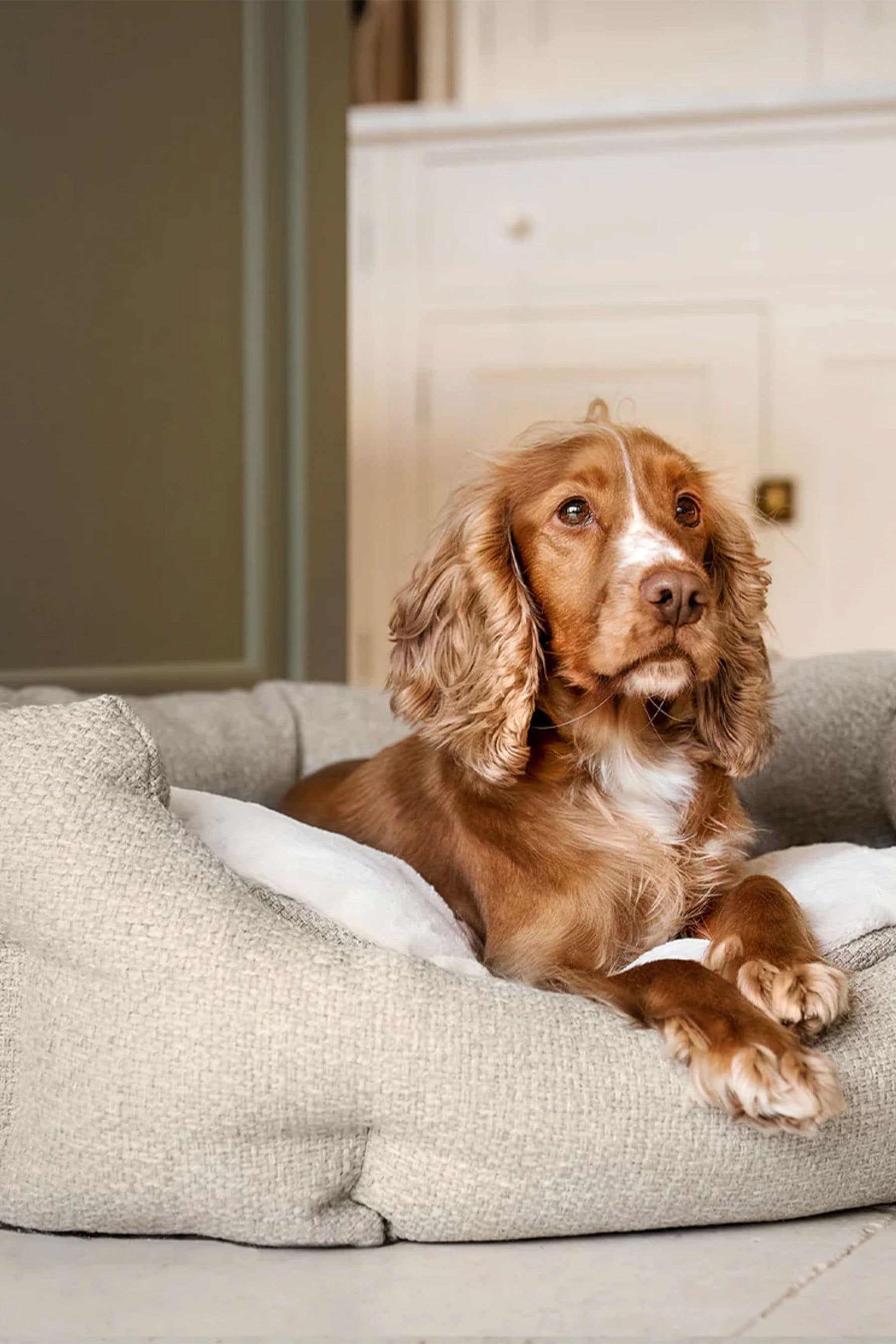 Best dog bed for cocker spaniel uk online