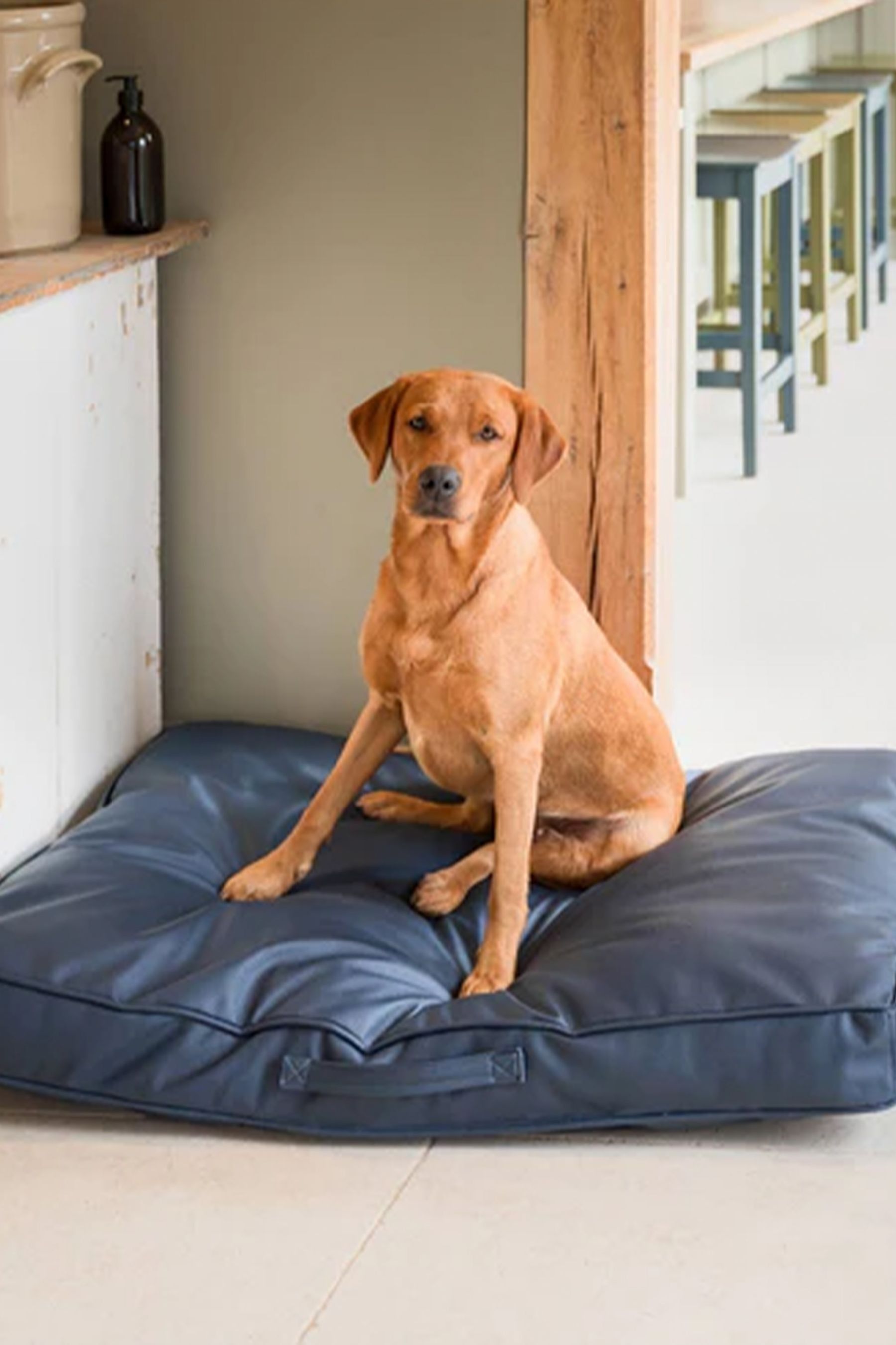 Buy Lords and Labradors Blue Handled Dog Cushion Rhino Leather from the Next UK online shop