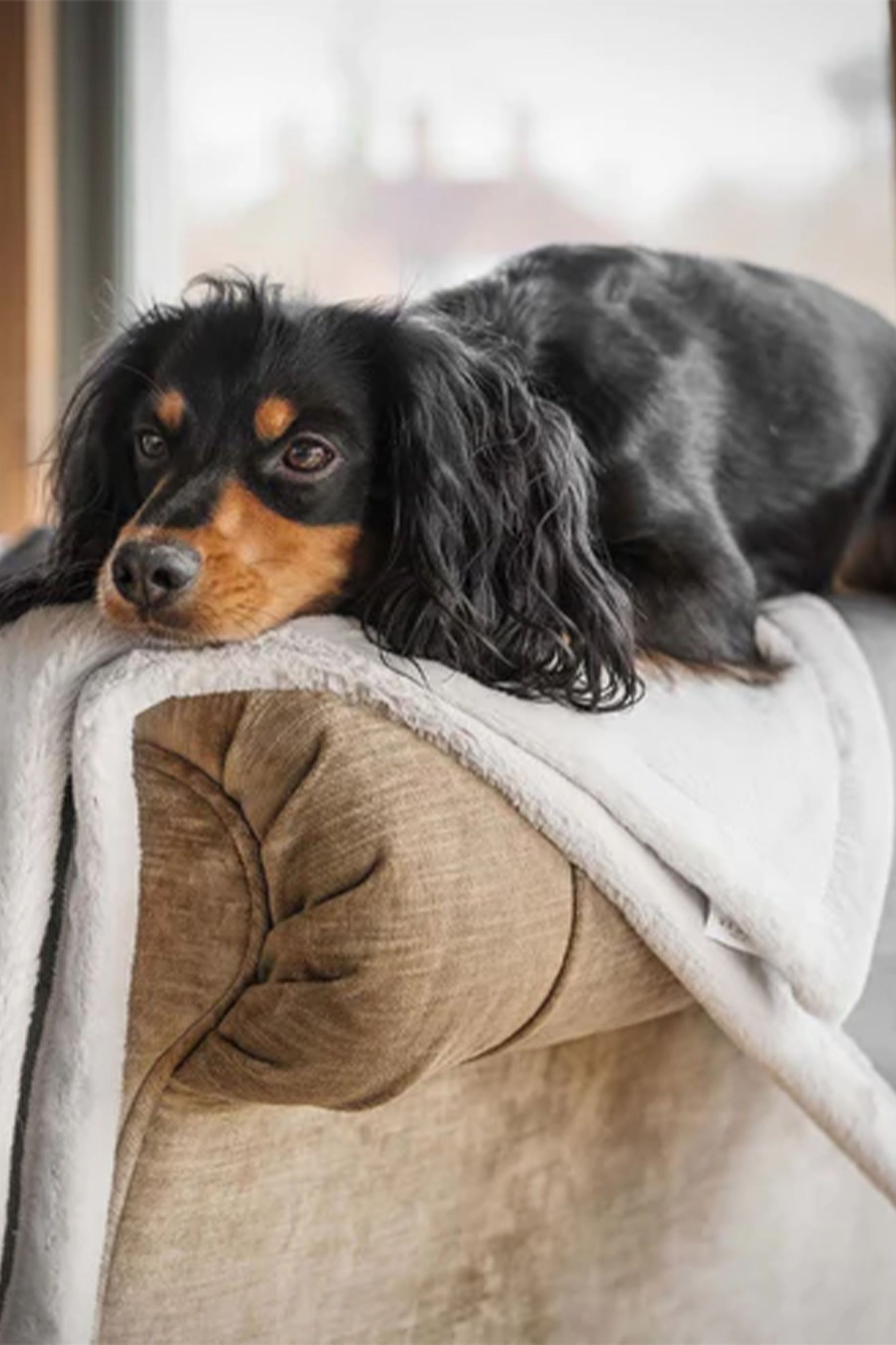Next deals dog blanket