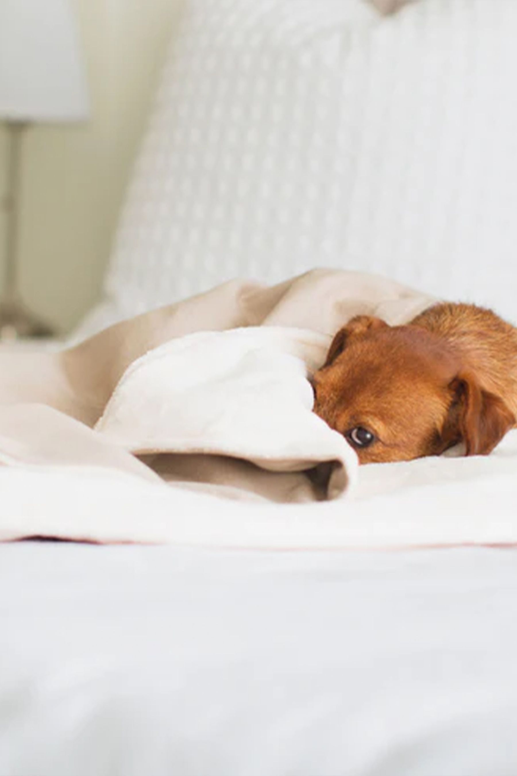 Next dog blanket best sale