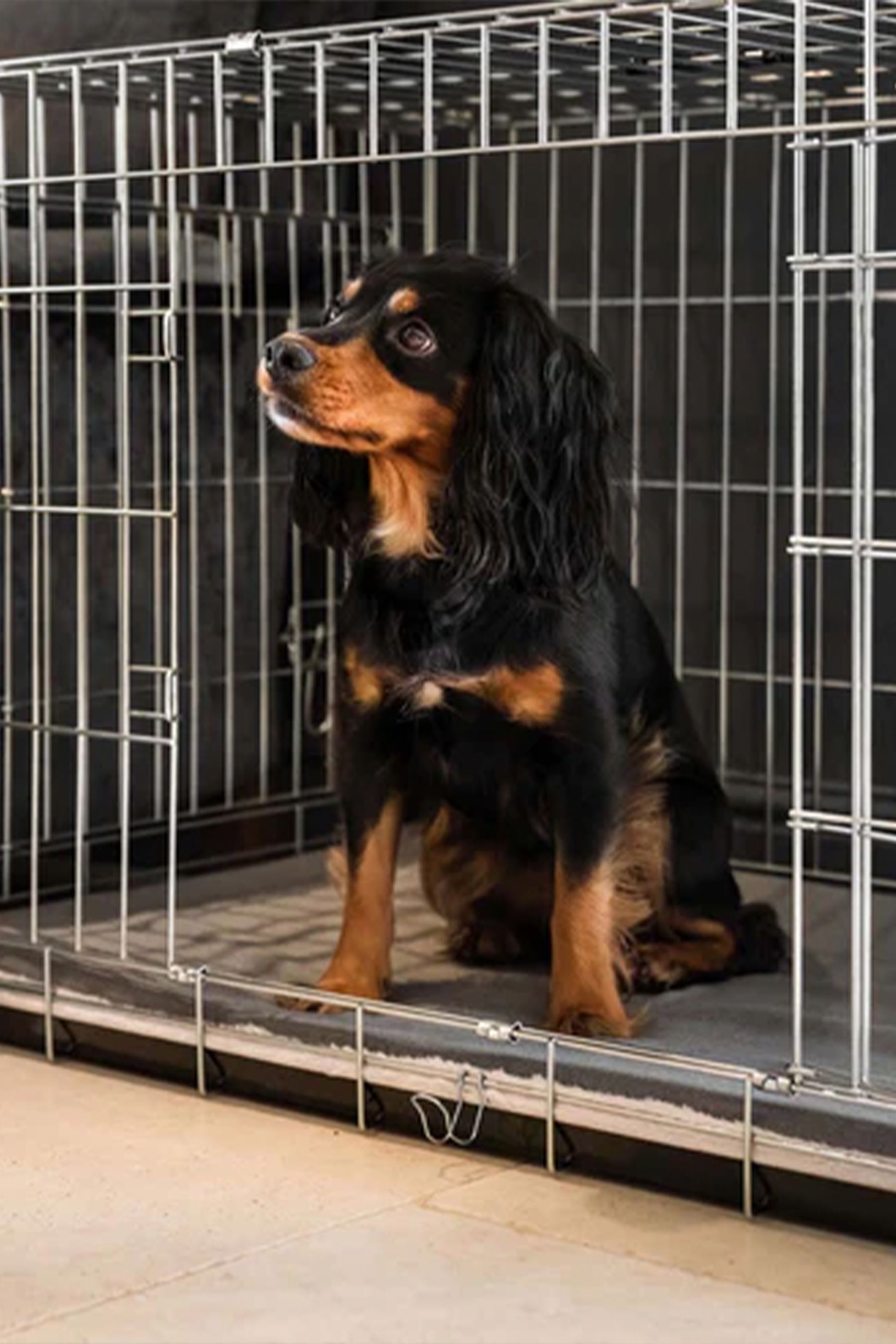 Essentials dog crate hotsell