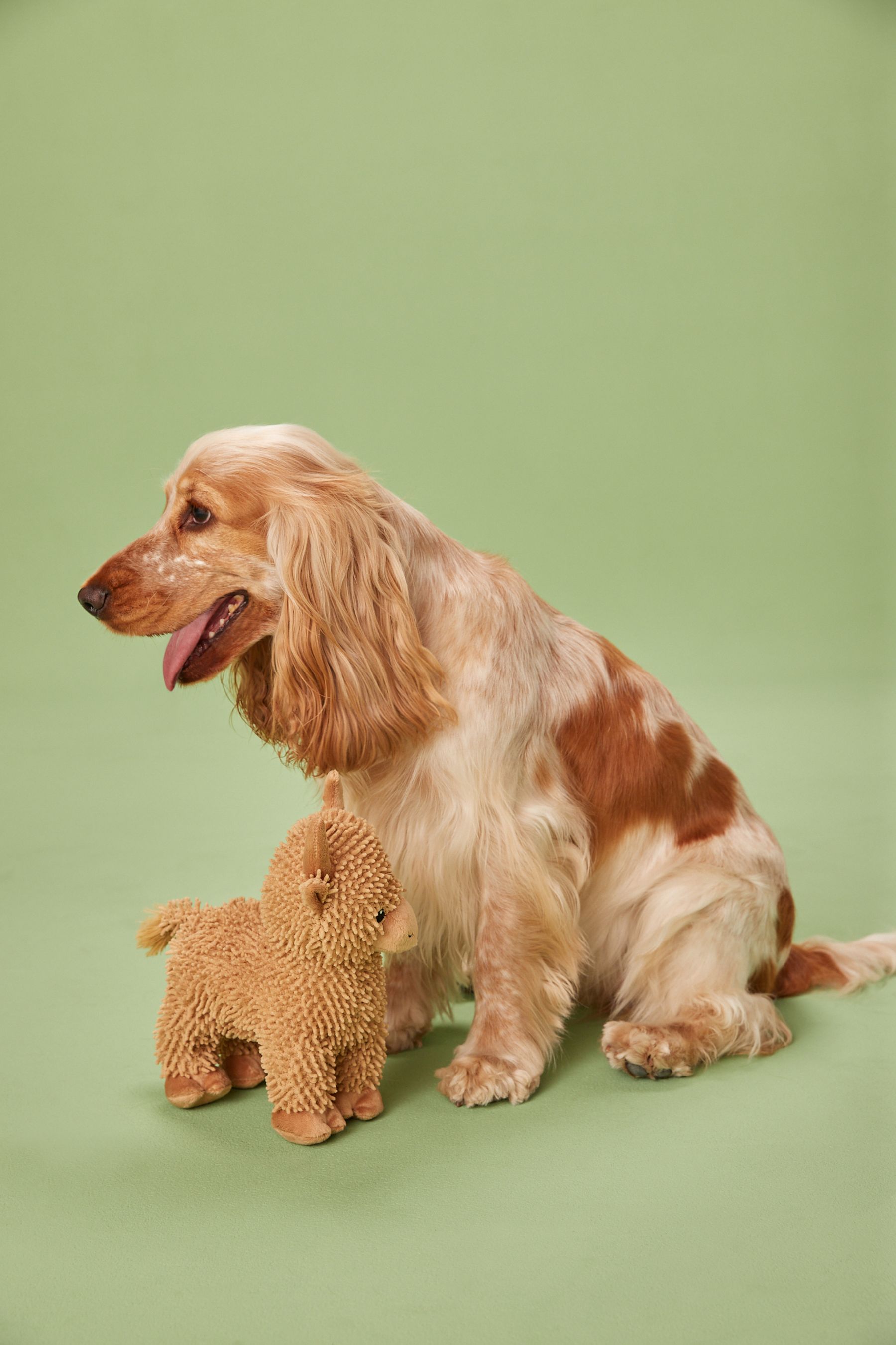 Highland cow shop dog toy